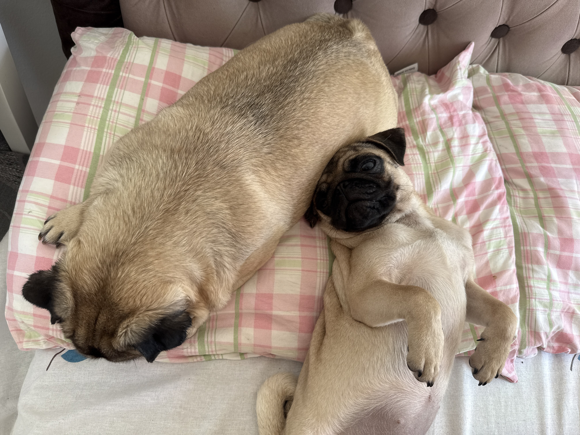 Two pugs are sleeping on a bed. One pug is lying on its side, with its head resting on a pink and green checkered pillow. Its eyes are closed and its mouth is slightly open. The other pug is lying on its stomach, with its head tucked under the first pug's body. Its eyes are also closed and its legs are curled up underneath it. The bed appears to be made of a light-colored fabric, and there is a brown tufted headboard visible in the background. The lighting in the room is soft and diffused, suggesting it is daytime.
