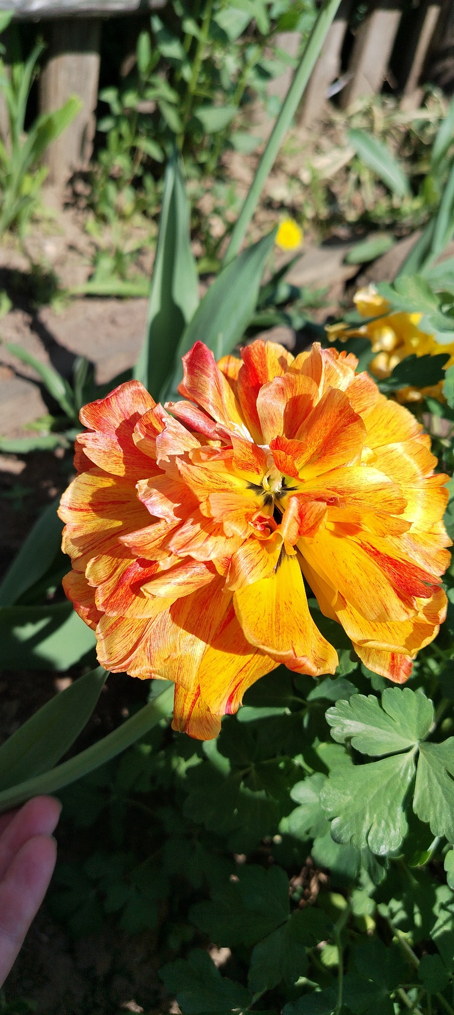A close-up, outdoor shot of a fully bloomed, orange and red tulip in Зипуново, Russia. The flower is the primary subject, displaying numerous petals with a feathered appearance due to the mix of orange and red hues. Green foliage surrounds the flower, and a glimpse of a wooden fence is visible in the background. The image appears to be taken during daylight, given the natural lighting and shadows present. A human hand is partially visible in the lower left corner of the shot.