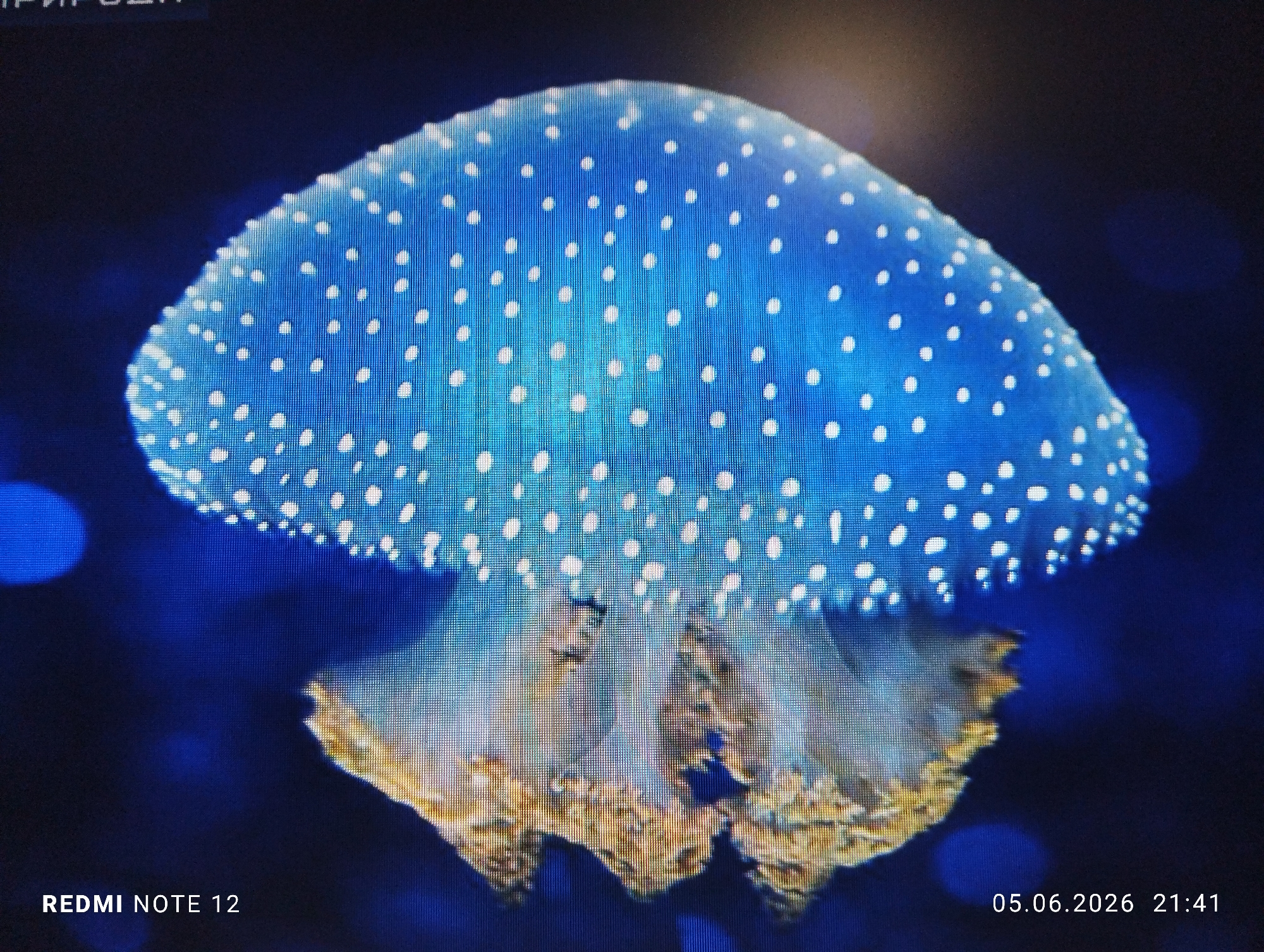 A photograph captures a digital screen displaying a blue jellyfish with white spots. The screen's distinct pixel grid is visible across the entire image, indicating it is a photo of a display rather than a direct photograph of a jellyfish in water. The jellyfish, positioned centrally, features a vivid blue, bell-shaped body covered uniformly with small, round white dots. Its lower appendages and oral arms are frilly, translucent, and exhibit tones of yellowish-brown and light blue. The background is dark blue, with subtle blurred circular light sources (bokeh) suggesting an underwater or dimly lit exhibition environment. Partially visible Cyrillic text, "ПРИРОДЕН" (Natural/Nature's), is present in the upper left corner. At the bottom left, the text "REDMI NOTE 12" is visible, identifying the capture device. The date "05.06.2026" and time "21:41" are displayed in the bottom right corner. No individuals or explicit actions are depicted. This digital display is located in Burgas, Bulgaria.