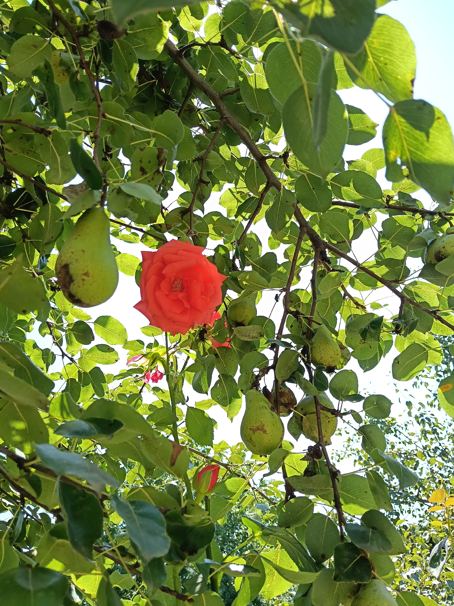 An outdoor, low-angle shot captures a pear tree branch laden with pears and a single, vibrant orange rose. The scene is bathed in natural light, with the sun filtering through the lush green leaves of the tree, creating a dappled effect. The pears, varying in ripeness from green to slightly yellow, hang from the branches, some showing minor blemishes. The orange rose, with its multiple petals, is in full bloom and stands out against the surrounding foliage. In the background, the sky is a bright, clear blue. The image appears to be taken in a natural setting, likely a garden or orchard, possibly in the region of Dağlı, Azerbaijan, given the context. There are no people or animals visible in the frame. The overall impression is one of a tranquil, sun-drenched moment in nature.