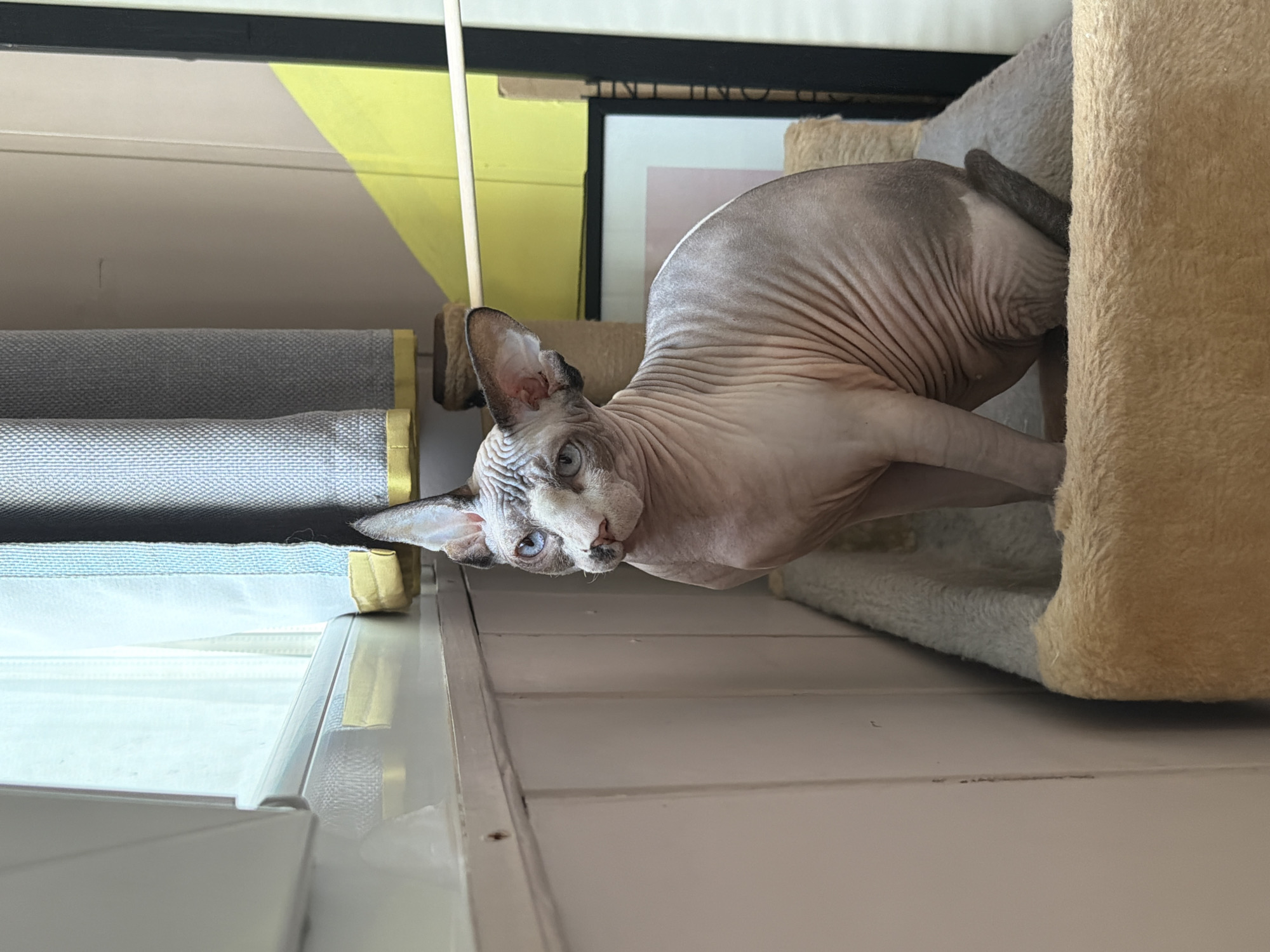 A Sphynx cat is perched on a cat tree, which is placed on a surface that appears to be part of a window frame or a shelf. The cat is light gray with wrinkled skin and blue eyes. The cat tree is covered in light gray and beige plush material. The background includes a window with layered blinds or shades, and a portion of a wall with a yellow and white design. There is also a framed print visible in the background. The location is unknown.