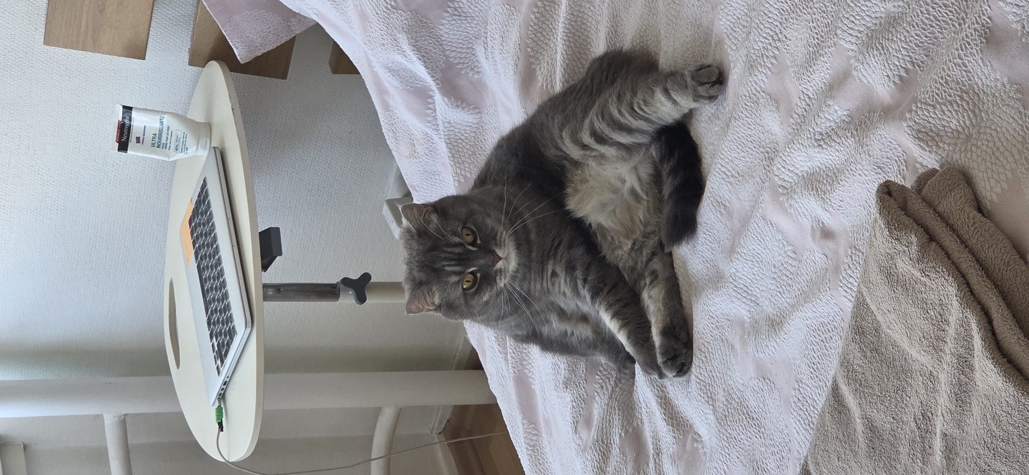 A gray tabby cat sits on a pink bedspread in what appears to be a bedroom. The cat is looking directly at the camera with a neutral expression. In the background, a small, adjustable table holds a laptop and a tube of Neutrogena lotion. A portion of a bed frame is visible on the right side of the image. The overall scene suggests a domestic setting, possibly a hospital room or a home. There is no indication of the location being in Strasbourg, France.