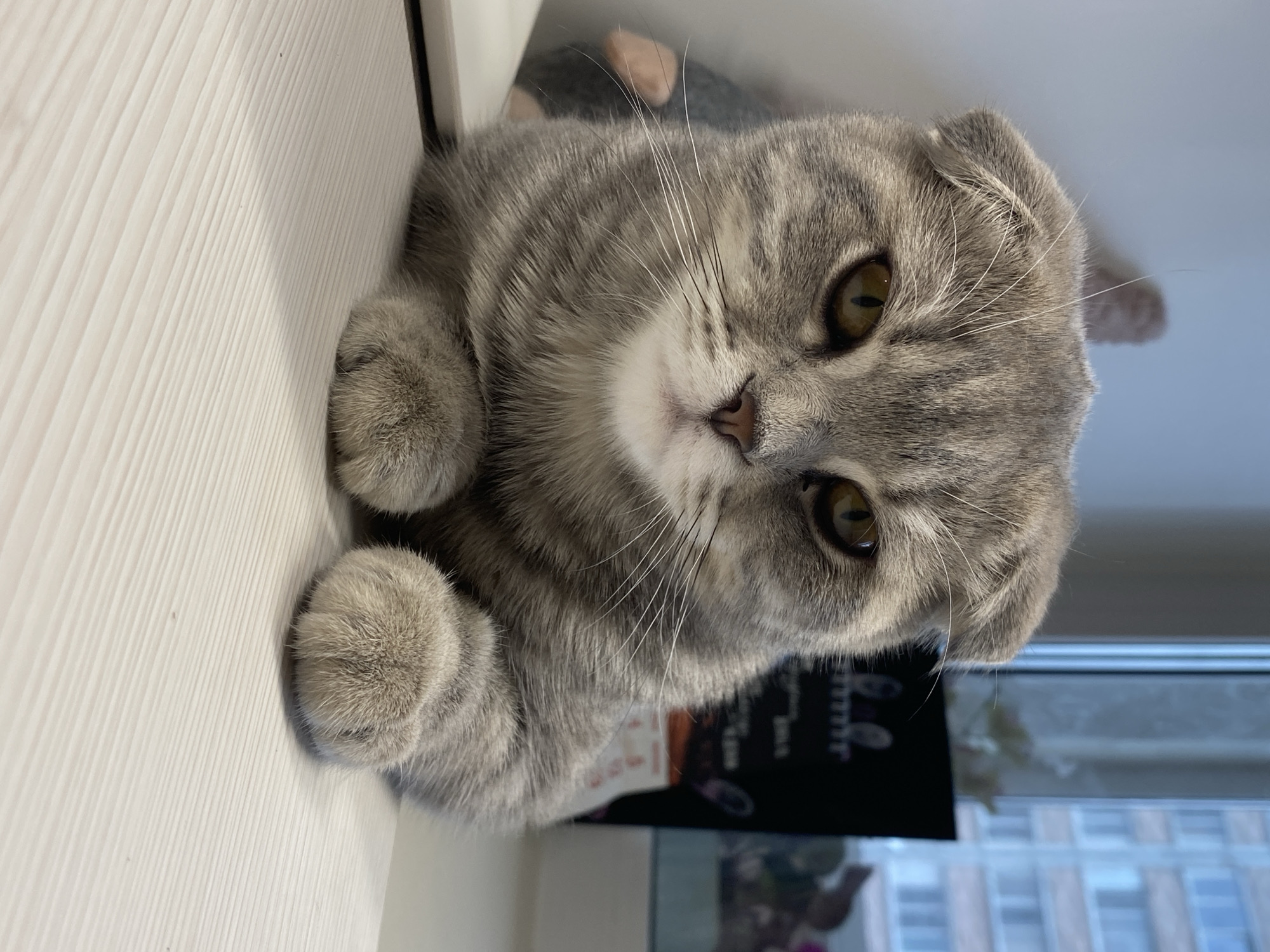 A gray tabby cat with amber eyes sits on a white surface. The cat's paws rest on the surface, and it appears to be looking directly at the camera. Behind the cat, a window reveals a view of a city with tall buildings. The location is identified as Unknown, Unknown.
