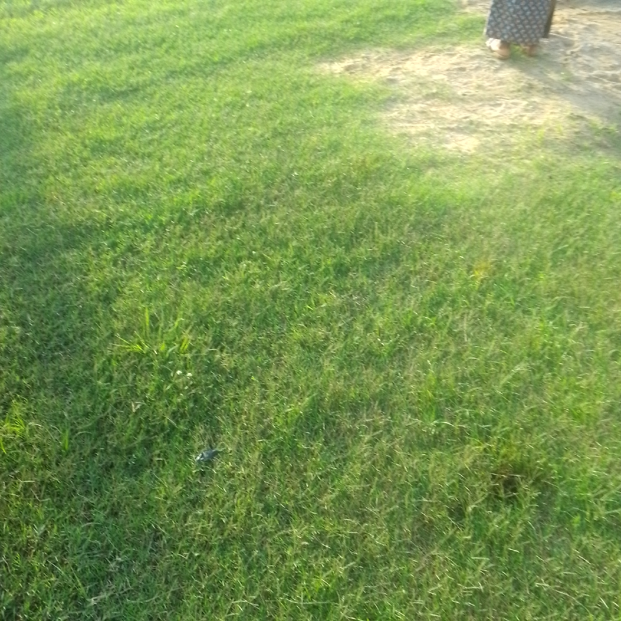 The media file shows a close-up, slightly blurry view of a grassy area. The grass is green and appears to be outdoors. In the upper right portion of the image, a person's legs and feet are visible, standing on a dirt or gravel path that borders the grass. The person is wearing a dark, patterned skirt and light-colored footwear, possibly sandals. The lighting suggests it is daytime, with sunlight casting shadows. The scene appears to be casual, possibly a park, yard, or pathway in a rural or suburban setting. No specific text is visible in the image.