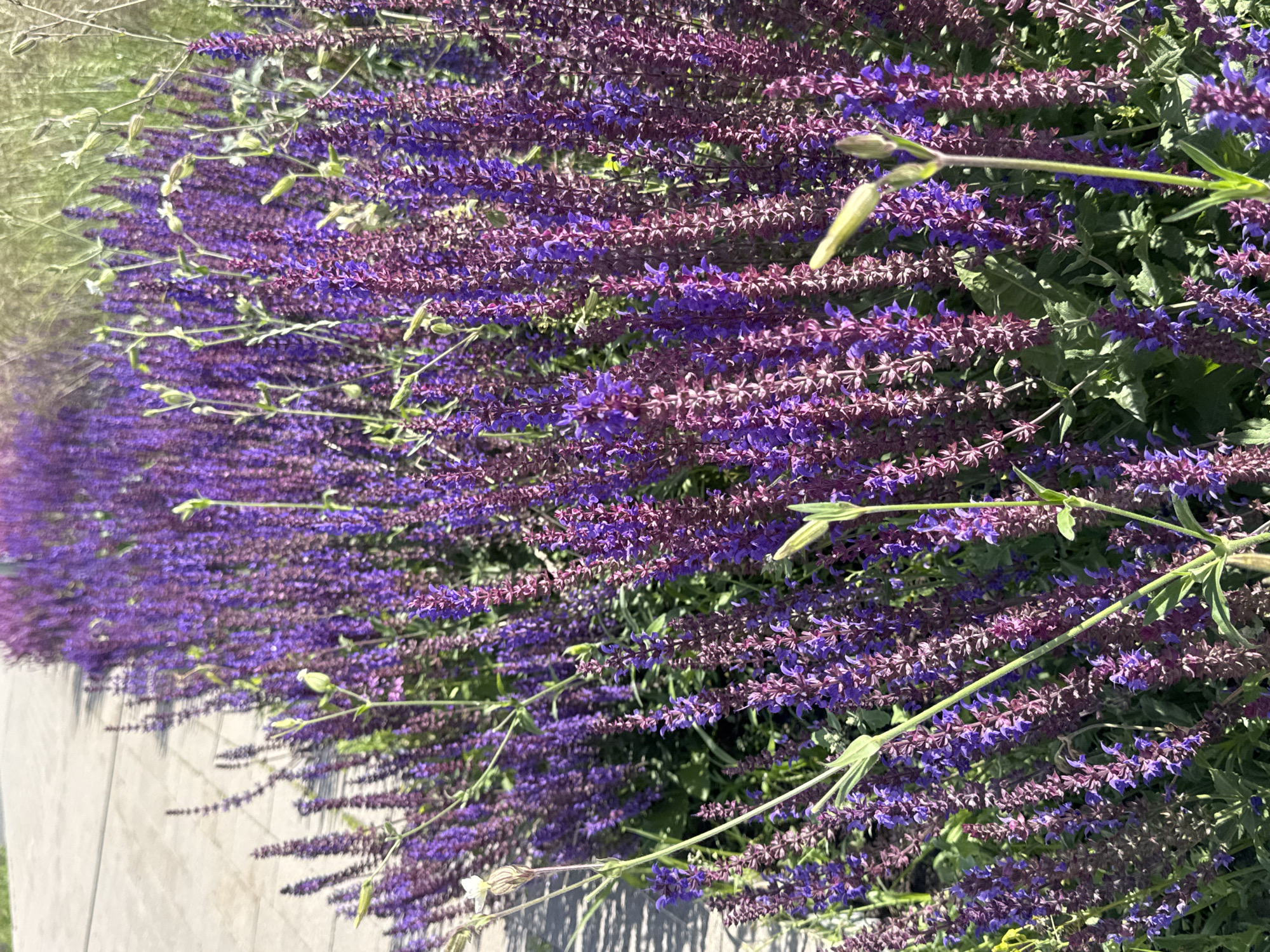 A field of purple flowers is captured in an outdoor setting. The flowers are tall and slender, with many small blossoms clustered together along the stems. They are arranged in dense clusters, creating a vibrant display of color. The background is slightly blurred, but it appears to be a sunny day with some greenery and possibly a paved area. The image is taken from a slightly elevated angle, looking down onto the flowers. The focus is sharp on the flowers, highlighting their delicate details and rich purple hues. There is no indication of the specific location within Nizhny Novgorod, Russia.