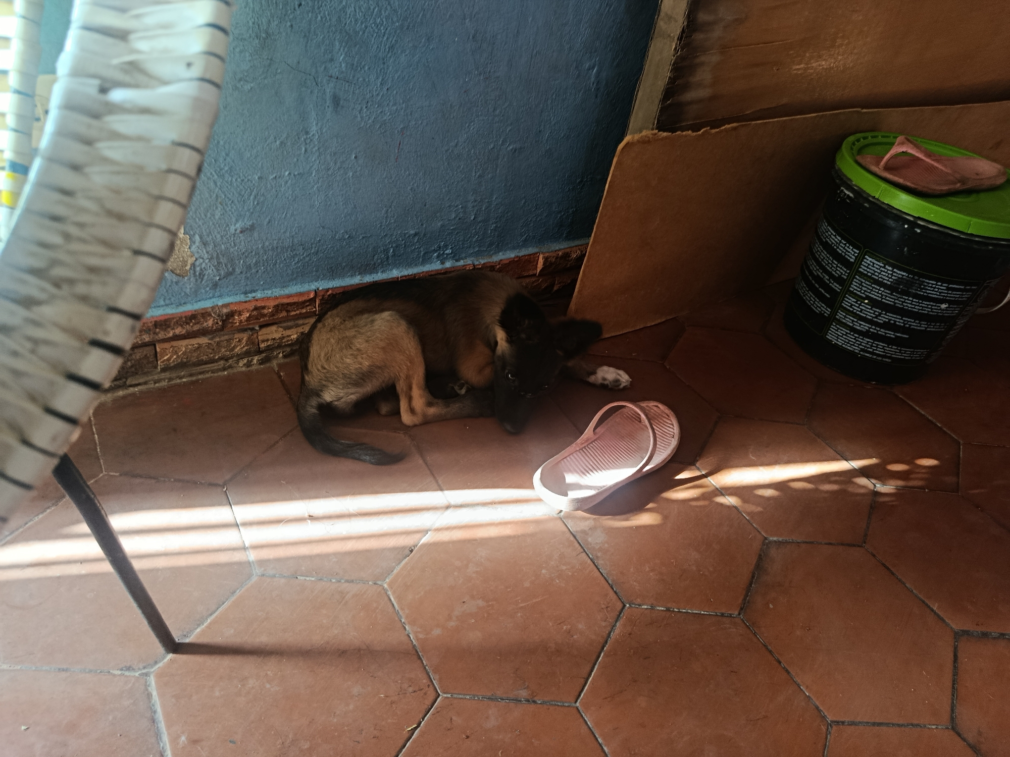 A dog is curled up on a reddish-brown tile floor next to a pink sandal. The dog is brown and black, with a white spot on one paw. A partially visible white chair stands to the left. Behind the dog is a light blue wall with a brick base. To the right of the dog, a brown cardboard piece leans against the wall, next to a black bucket with a green lid and another sandal on top. Sun streaks across the floor. The scene appears to be indoors. Juan Griego, Venezuela is not apparent in the image.