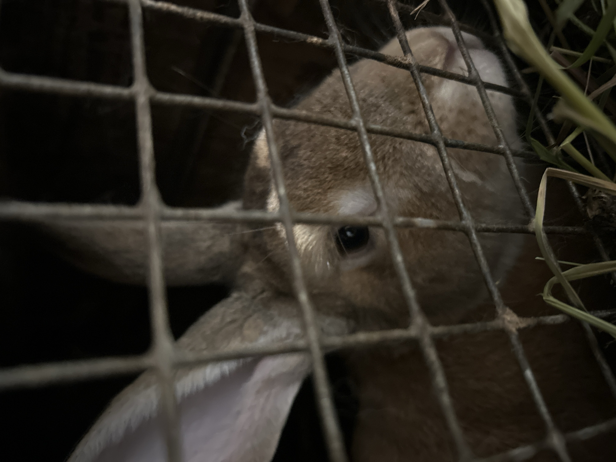 The image shows a close-up of a brown rabbit in a cage. The rabbit's head and front paws are visible through the metal bars of the cage. The rabbit's fur is a mix of brown and lighter shades. One of its ears is floppy, while the other is upright. Its eye is dark and appears to be looking to the left. There is some dry grass or hay visible in the upper right corner of the image, suggesting the rabbit's enclosure. The lighting is dim, creating a dark background and highlighting the rabbit's face. The scene appears to be indoors or in a sheltered area, given the cage and the absence of natural light cues like sunlight or shadows. No text is visible in the image.