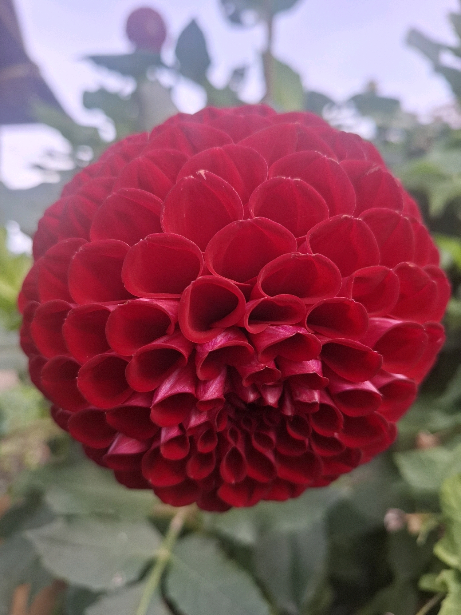A close-up, vertically oriented photograph captures a vibrant, deep red dahlia flower in full bloom. The dahlia is positioned centrally and fills most of the frame. Its numerous, tightly packed petals are curled inward, creating a spherical, almost pom-pom-like appearance. The petals exhibit a rich, velvety texture and are a consistent shade of red, with subtle variations in light and shadow highlighting their intricate arrangement.
The background is softly blurred, with elements of green foliage and a pale, hazy sky visible. The out-of-focus nature of the background emphasizes the sharp detail of the dahlia. The lighting suggests it is daytime, likely with overcast or diffused sunlight, as there are no harsh shadows.
The image does not contain any people, animals, or man-made structures that would indicate a specific location within the city of Tyumen, Russia, or any other urban environment. The scene is purely natural, focusing solely on the dahlia and its immediate surroundings.