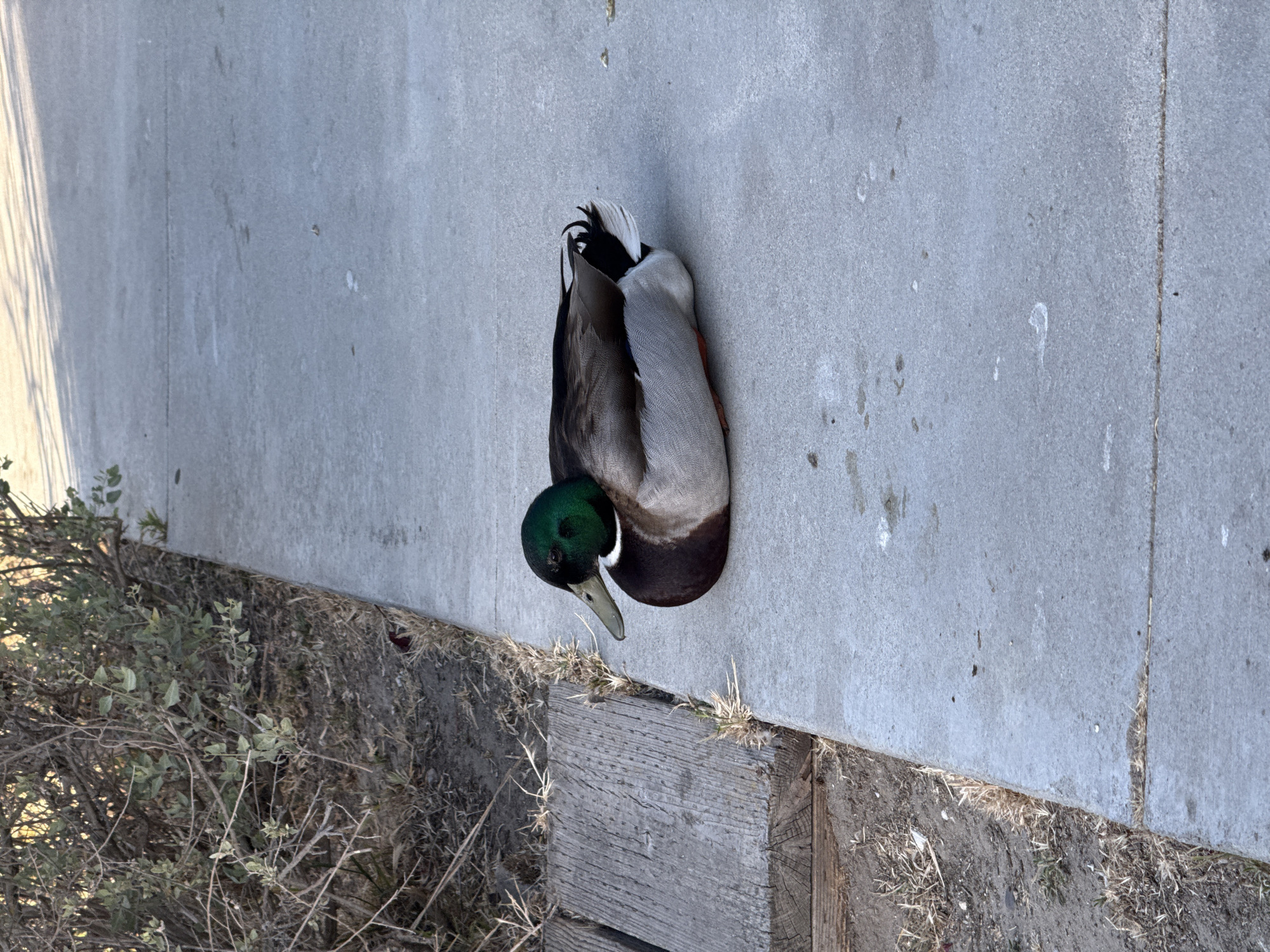 A mallard duck stands on a gray concrete sidewalk. The duck has a green head, brown chest, gray back, and white and black tail feathers. The sidewalk is next to a wooden border, beyond which is a patch of dry brush. The location is most likely in the city of Los Angeles, United States of America. No other people, animals, or objects are visible.