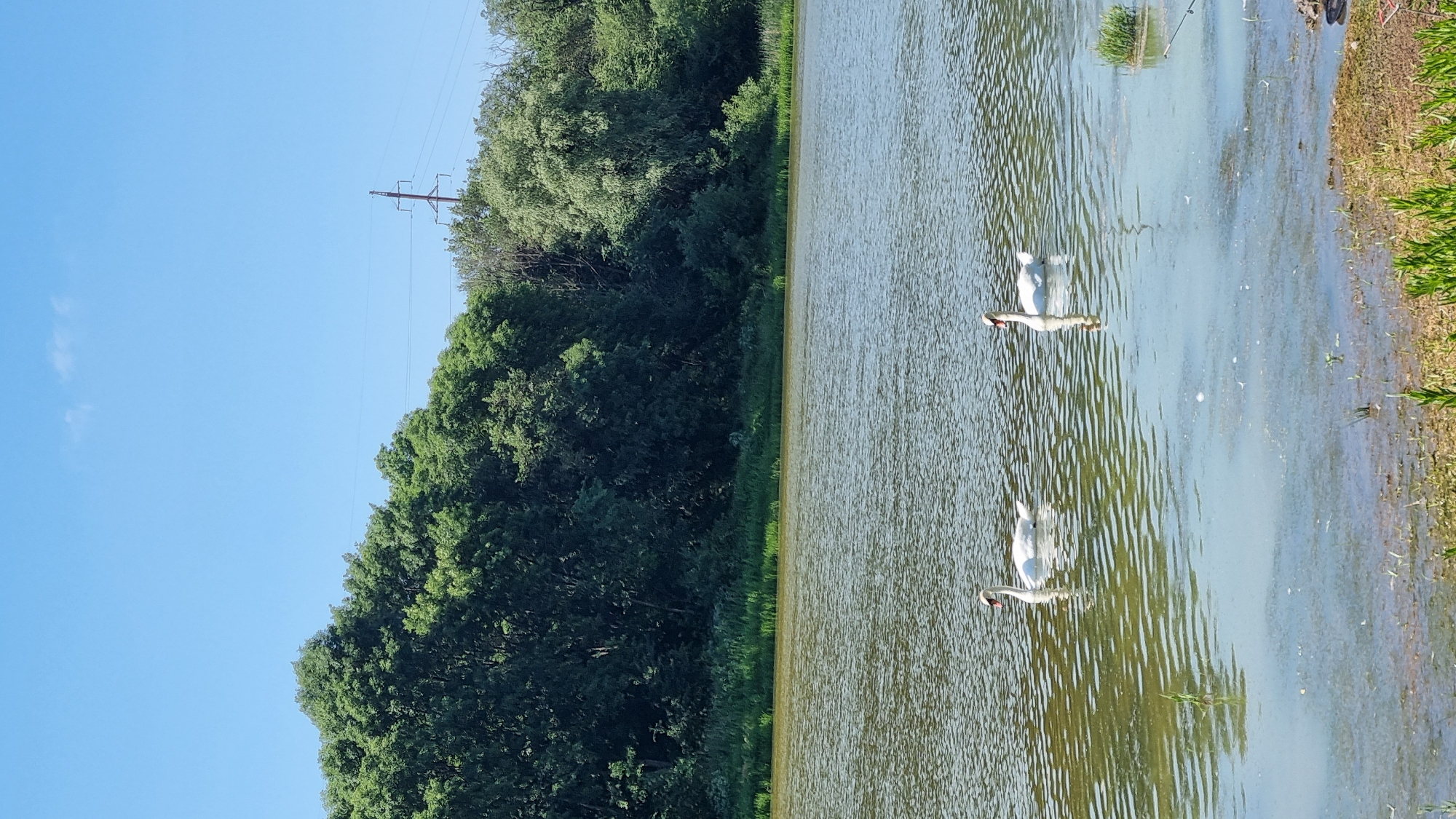 This image depicts a serene natural scene on a clear day, likely in the city of Kholodnianske, Ukraine. The foreground shows a body of water with visible ripples, reflecting the sky and surrounding vegetation. The water's edge is lined with green grass and some sparse brown vegetation. In the middle ground, two white swans are gracefully swimming. The swan on the left is positioned slightly further back than the one on the right, and both are facing towards the left side of the frame. The background is dominated by a dense line of lush green trees, forming a natural barrier. Above the trees, the sky is a bright, clear blue with a single wispy white cloud. A tall electrical pylon with supporting wires is visible on the right side of the background, partially obscured by the trees. The overall impression is one of tranquility and natural beauty.