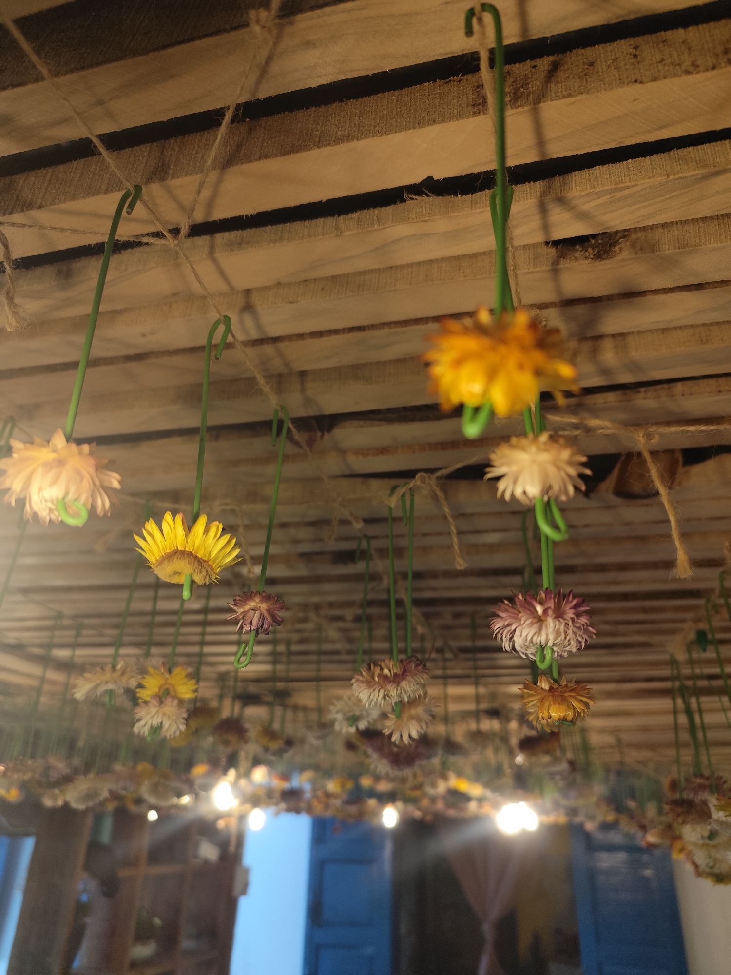 The image depicts a ceiling adorned with suspended, dried flowers. The ceiling appears to be constructed of light-colored, horizontal wooden planks with visible gaps in between. The flowers are hung using thin, green hooks or wires. Some flowers are attached with tan twine. The flowers themselves show a variety of colors, including yellow, orange, pink, white, and brown. The background includes a blurred view of lights and a blue element. The scene is from Lâm Viên - Đà Lạt, Vietnam.