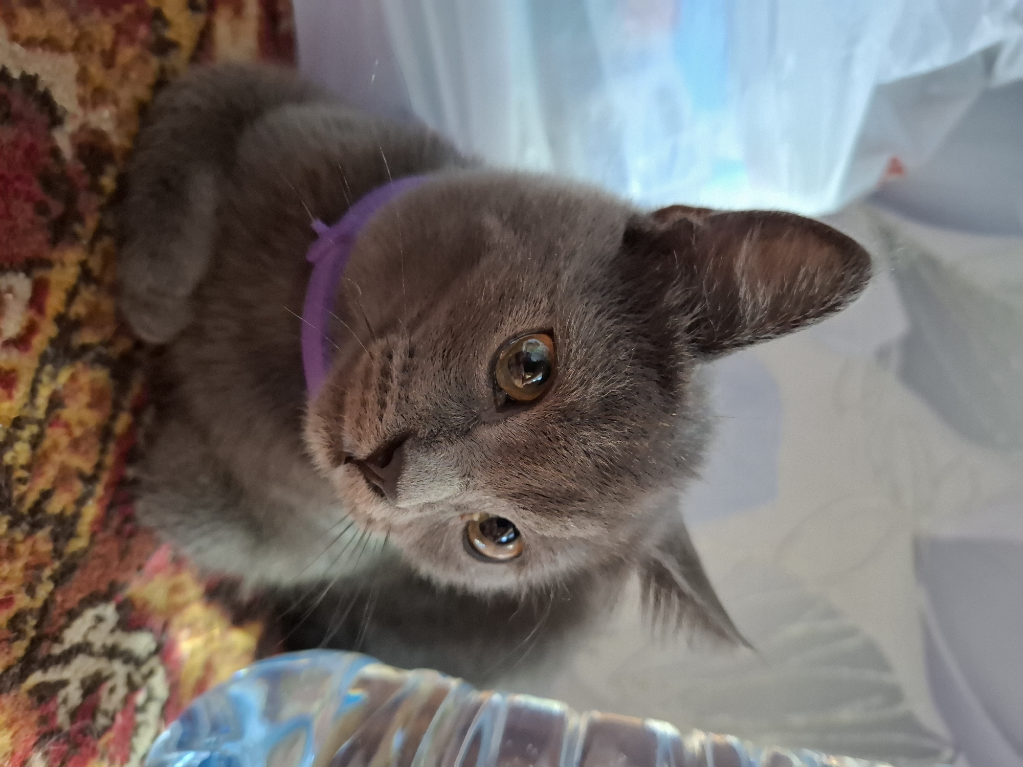 A gray kitten with a purple collar is looking up towards the camera. The kitten is situated between a colorful, patterned carpet on the left and what appears to be a white plastic bag and a partially visible plastic bottle on the right. The kitten's eyes are amber. The image was taken in a location other than Nizhnyaya Gar', Russia, as it is not possible to identify the location.