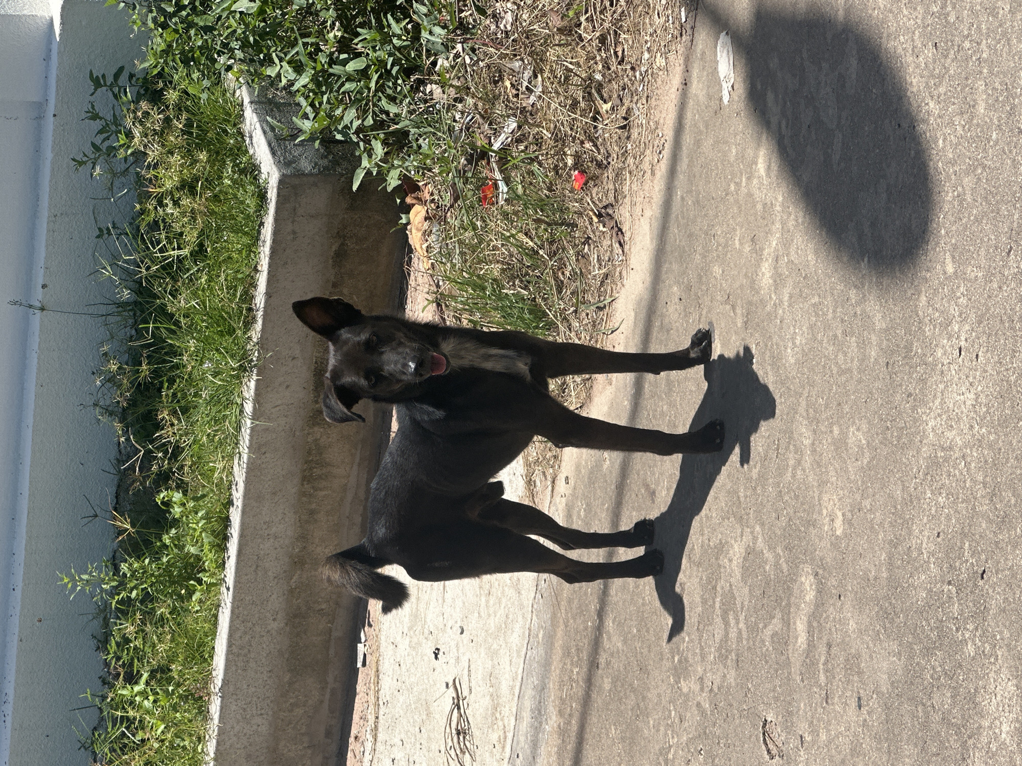 A medium-sized, black dog stands on a concrete surface, facing forward with its head slightly tilted to the left. The dog has a white marking on its chest and a short, bushy tail. The ground is paved with concrete and shows signs of wear and tear, with a few small debris pieces scattered about. To the right of the dog, there is a strip of dry grass and some scattered red and orange flower petals. Behind the grass, a concrete planter box is filled with green foliage and a white wall. The scene appears to be outdoors, in a public area such as a street or sidewalk, likely in the city of Kampot, Cambodia. The lighting suggests it is daytime, with the sun casting a distinct shadow of the dog on the concrete.