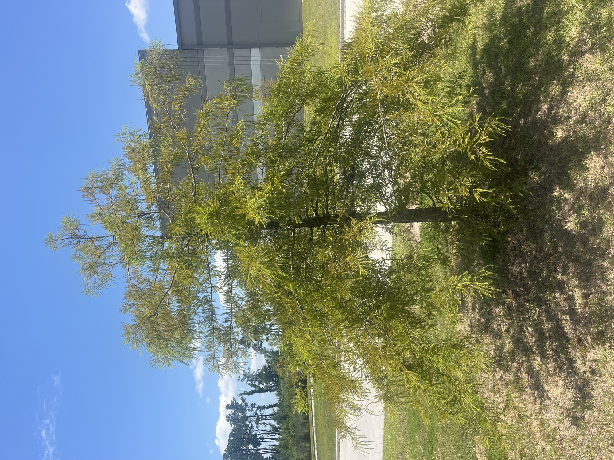 A young bald cypress tree stands in a grassy area in front of a large, grey industrial building. The tree has a conical shape with sparse, feathery green foliage. The building's facade is made of corrugated metal panels and features a few horizontal grey bands. A paved area, likely a road or parking lot, is visible to the left of the tree, bordered by more grass. In the background, a line of tall pine trees is silhouetted against a bright blue sky with scattered white clouds. The sun casts dappled shadows from the tree onto the ground. The scene appears to be a commercial or industrial area in Pooler, Georgia, USA.