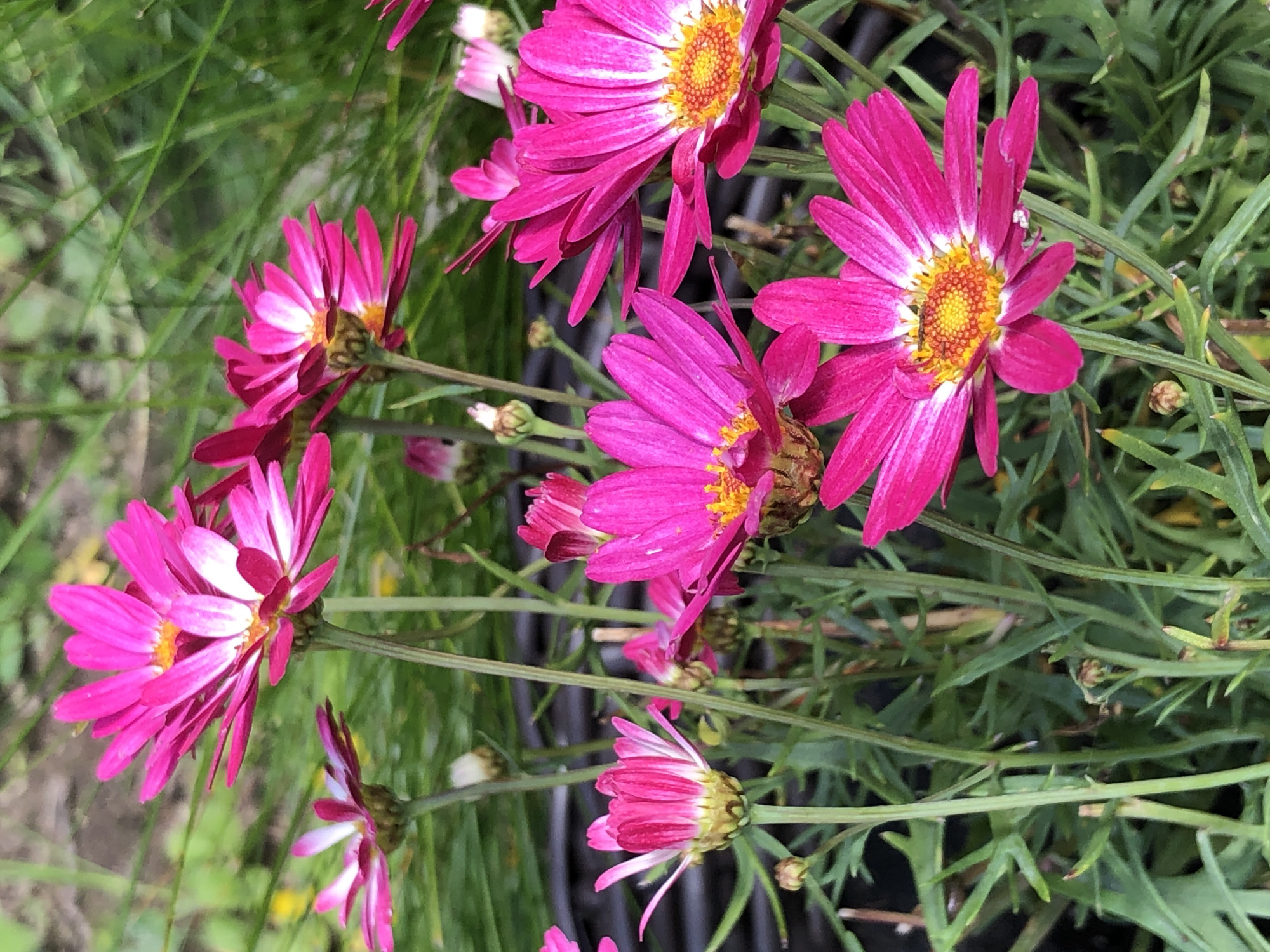 A cluster of bright pink daisies with yellow centers are blooming in a garden. The flowers are in full bloom, with some petals showing white tips. The background is a blur of green grass and foliage, suggesting an outdoor setting. The image is well-lit and the colors are vibrant, highlighting the beauty of the flowers.
