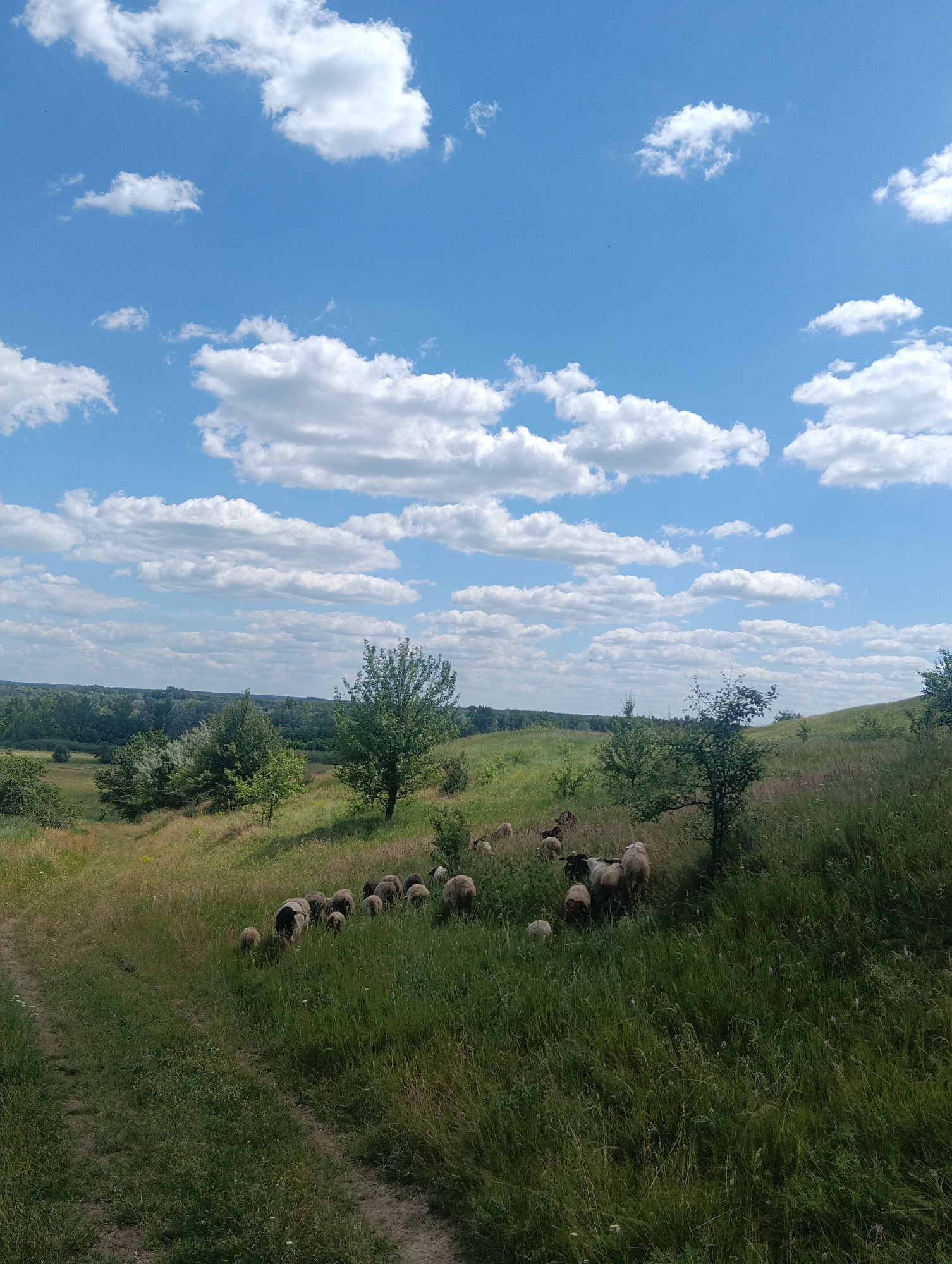 A flock of sheep grazes on a grassy hillside under a blue sky with scattered white clouds. A dirt path winds up the left side of the hill. Trees dot the landscape in the distance, and the terrain appears hilly and rural.