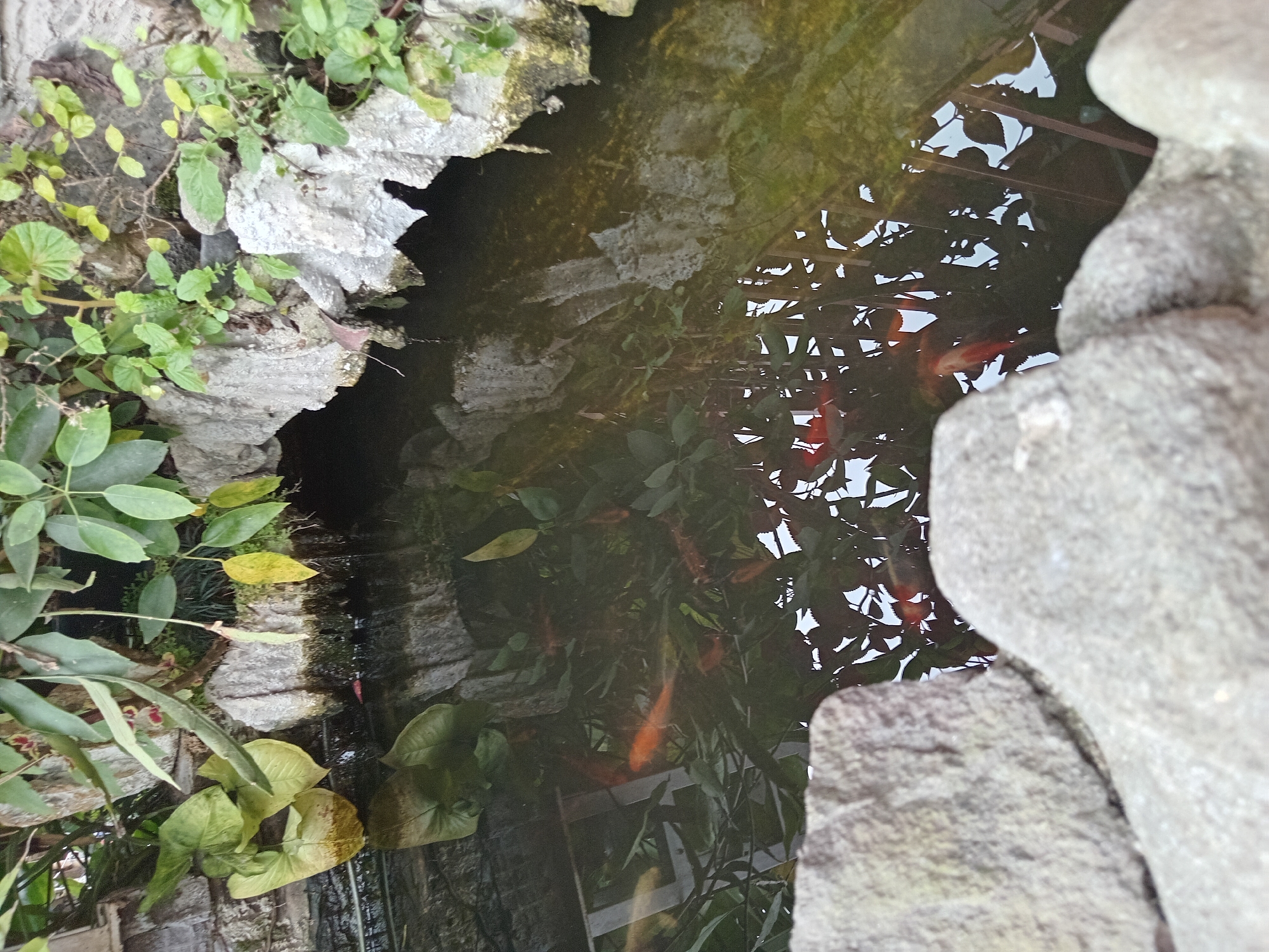 This is a medium-shot, eye-level photograph of a small, natural-looking pond with several koi fish. The pond is surrounded by rocks and lush green foliage. The water is dark and reflects the surrounding vegetation and rocks. The koi fish, predominantly orange and white, are visible swimming just below the surface. The scene appears to be in a garden or outdoor setting. The photograph's resolution is moderate, with some details slightly obscured by the water's surface and reflections. There are no people or animals other than the koi fish visible. The location is identified as Claket, Indonesia.