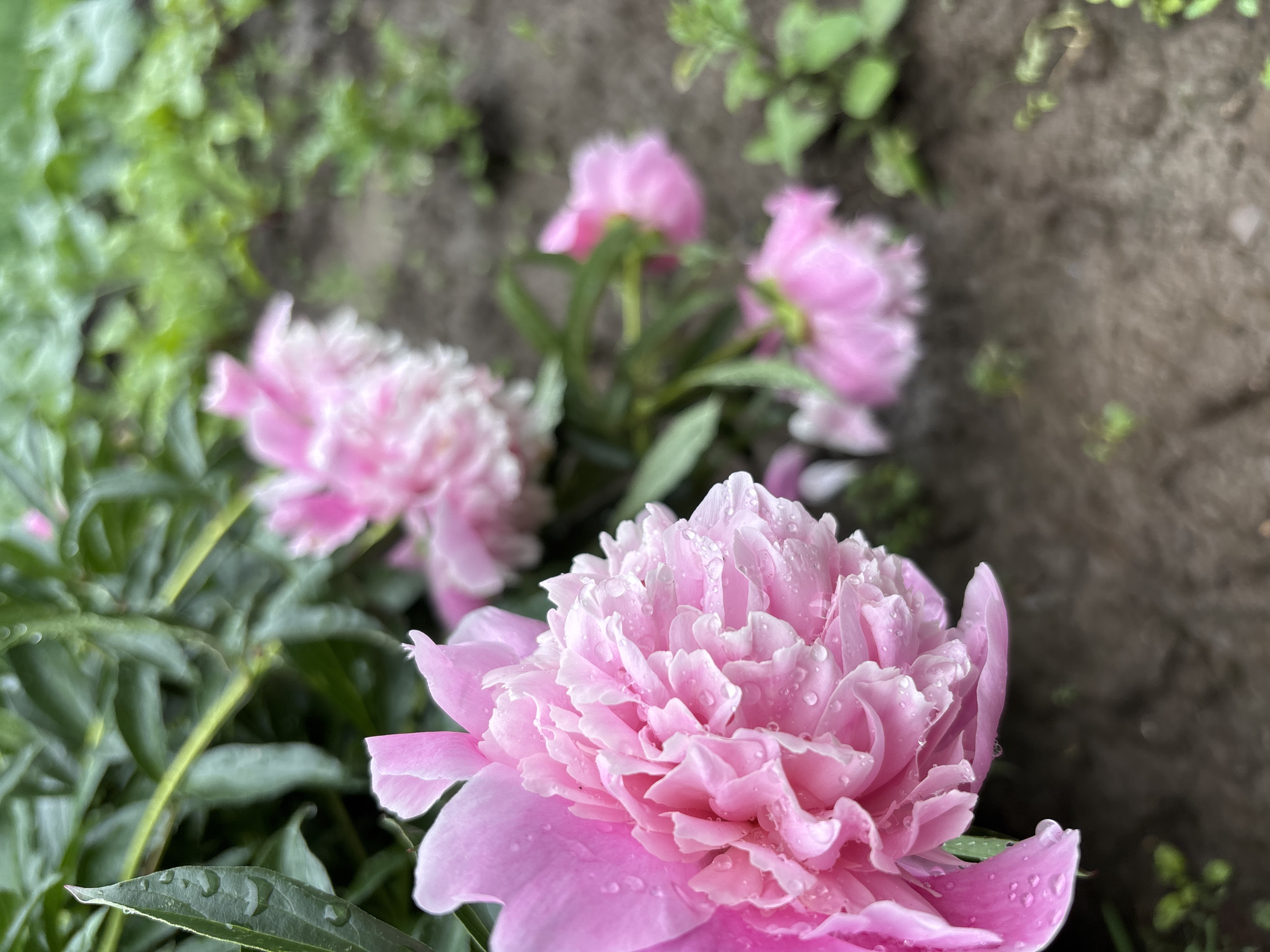 This media file is a close-up, eye-level photograph of several pink peonies. The foreground features a large, fully bloomed peony with many delicate petals. Dewdrops or raindrops are visible on the petals, indicating recent moisture. Behind this prominent flower, several other peonies are visible, some in full bloom and others appearing as buds or partially opened. They are set against a backdrop of lush green foliage and dark, earthy soil. The background is out of focus, emphasizing the beauty and detail of the flowers in the foreground. The lighting suggests it may be daytime, possibly after a rain shower due to the water droplets. The scene is natural and serene, evoking a sense of tranquility and the beauty of a garden in bloom. There is no visible text in the image. The location is identified as Ilpanur, Russia.