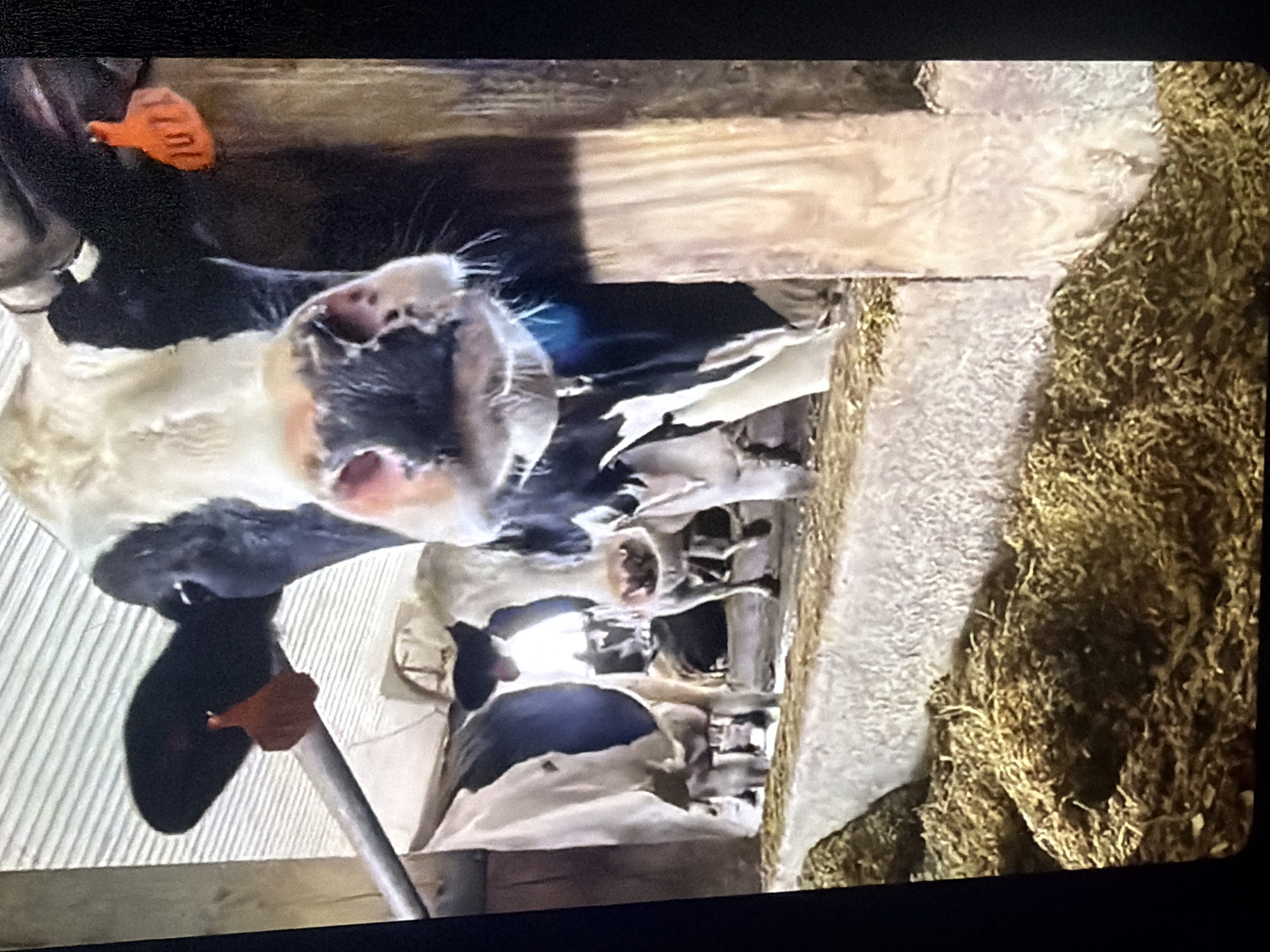 The image shows the faces of two cows in a barn. The cow in the foreground is black and white and is looking directly at the camera with its mouth slightly open. An orange tag with the number "7071" is attached to its ear. To the left of this cow, another black and white cow is partially visible, also looking towards the camera. The cows are standing in a stall filled with straw bedding, with a concrete barrier in front of them. The background shows a corrugated metal wall and wooden beams, suggesting an agricultural setting. The scene appears to be an indoor enclosure for livestock. There are no people or any identifiable landmarks that would place this image in Bukuru, Nigeria.