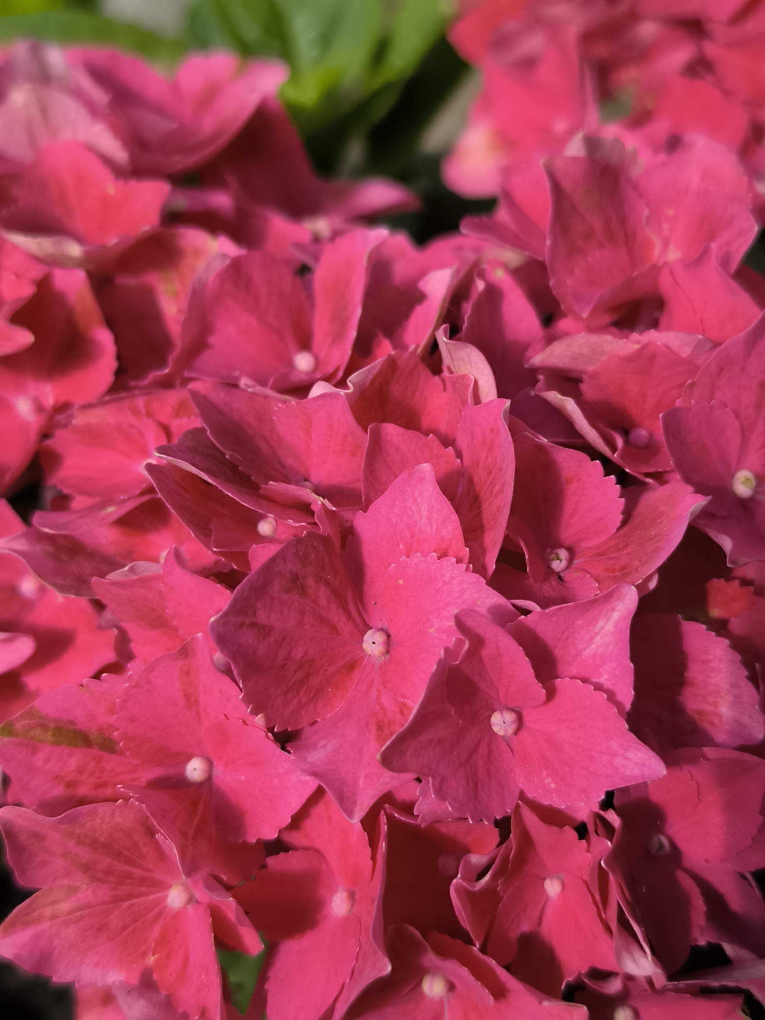 This is a close-up, vertical, eye-level, indoor photograph of a cluster of bright pink hydrangea flowers. The image is densely packed with the flower heads, with the petals filling the entire frame. The focus is sharp on the frontmost petals, while the background is softly blurred, revealing hints of green foliage. The lighting appears to be natural, casting subtle shadows that add depth and texture to the petals. The overall impression is one of vibrant color and delicate detail. There is no indication of the city of Alkmaar, Netherlands, or any specific location within it.