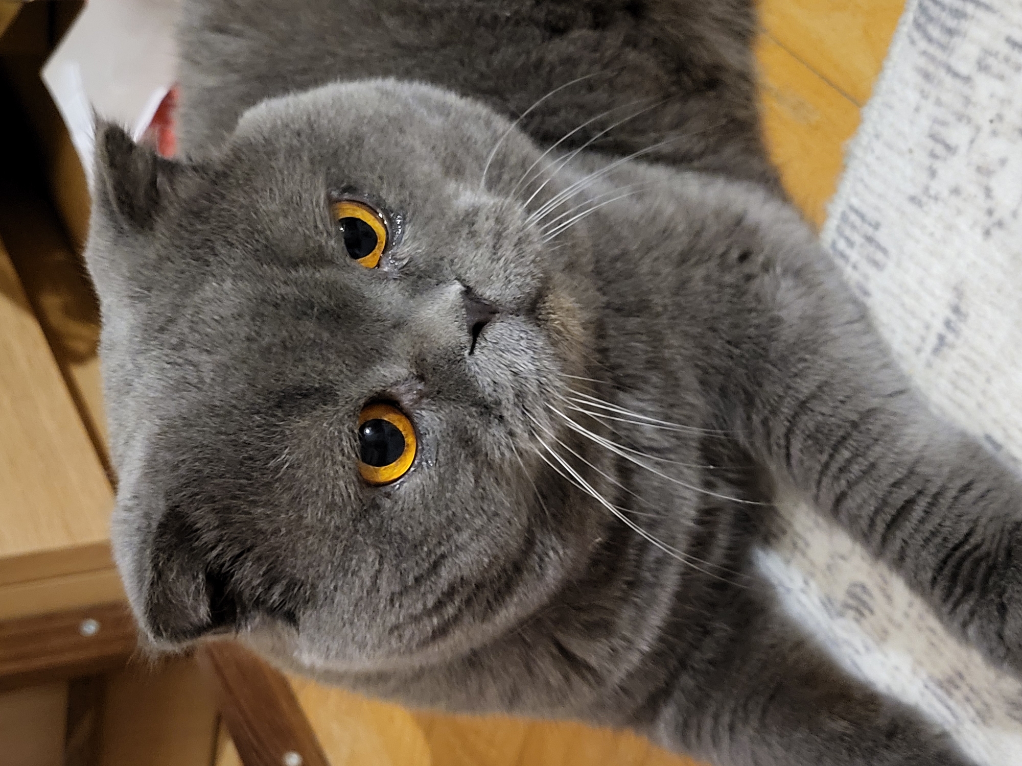 A close-up shot focuses on the face and upper body of a grey British Shorthair cat. The cat has large, round, orange eyes and short, folded ears. Its fur is dense and appears to have a striped pattern. The cat is lying down on a textured rug, with its paws visible in the foreground. The background is blurred, showing wooden furniture and flooring. The lighting is soft, creating a warm atmosphere.