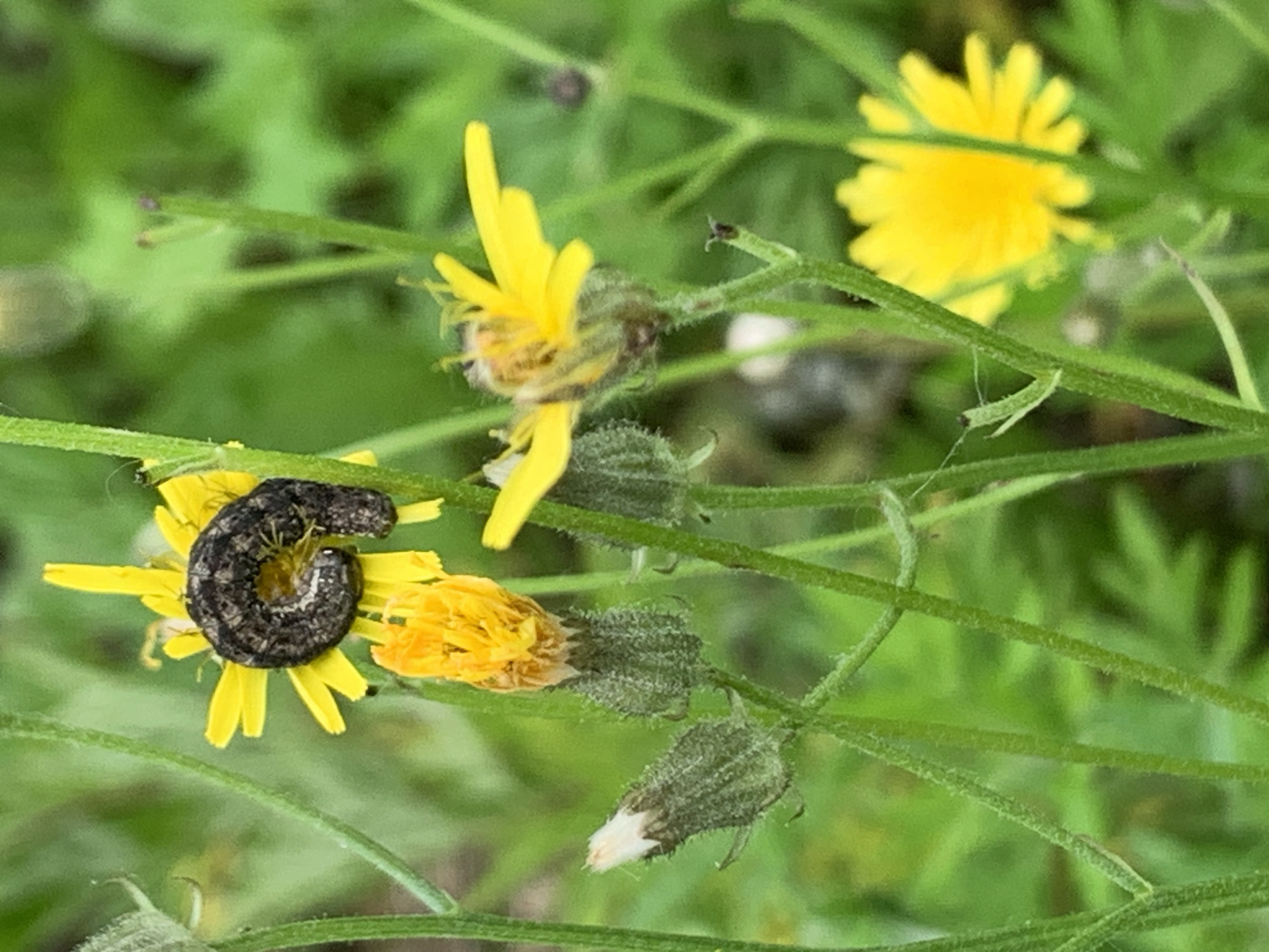 In the city of Ustinovka, Russia, a macro photograph captures a garden scene. A dark, segmented caterpillar is coiled on a bright yellow flower, its body marked with lighter stripes. The flower it rests on is surrounded by other yellow flowers and budding green plants, all bathed in natural light against a backdrop of lush green foliage.