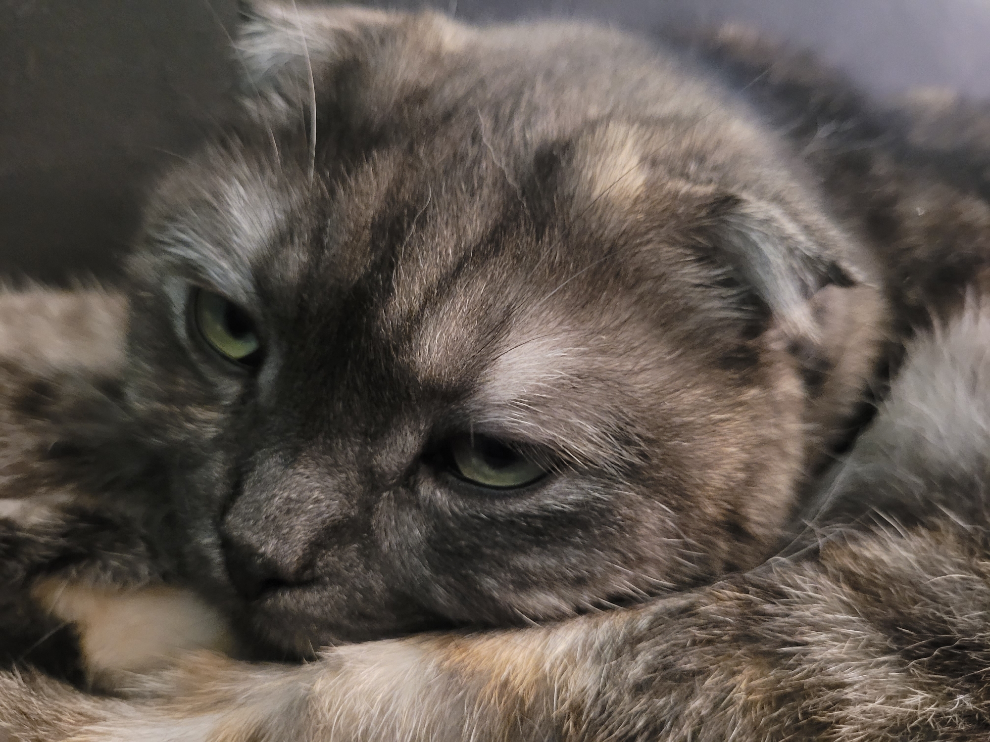 A close-up photograph captures a gray tabby cat resting its head on its paws. The cat has green eyes and a somewhat melancholic expression. The background is dark and indistinct. There is no indication of the location being Izhevsk, Russia, or any information about people, objects, or actions beyond the cat resting.