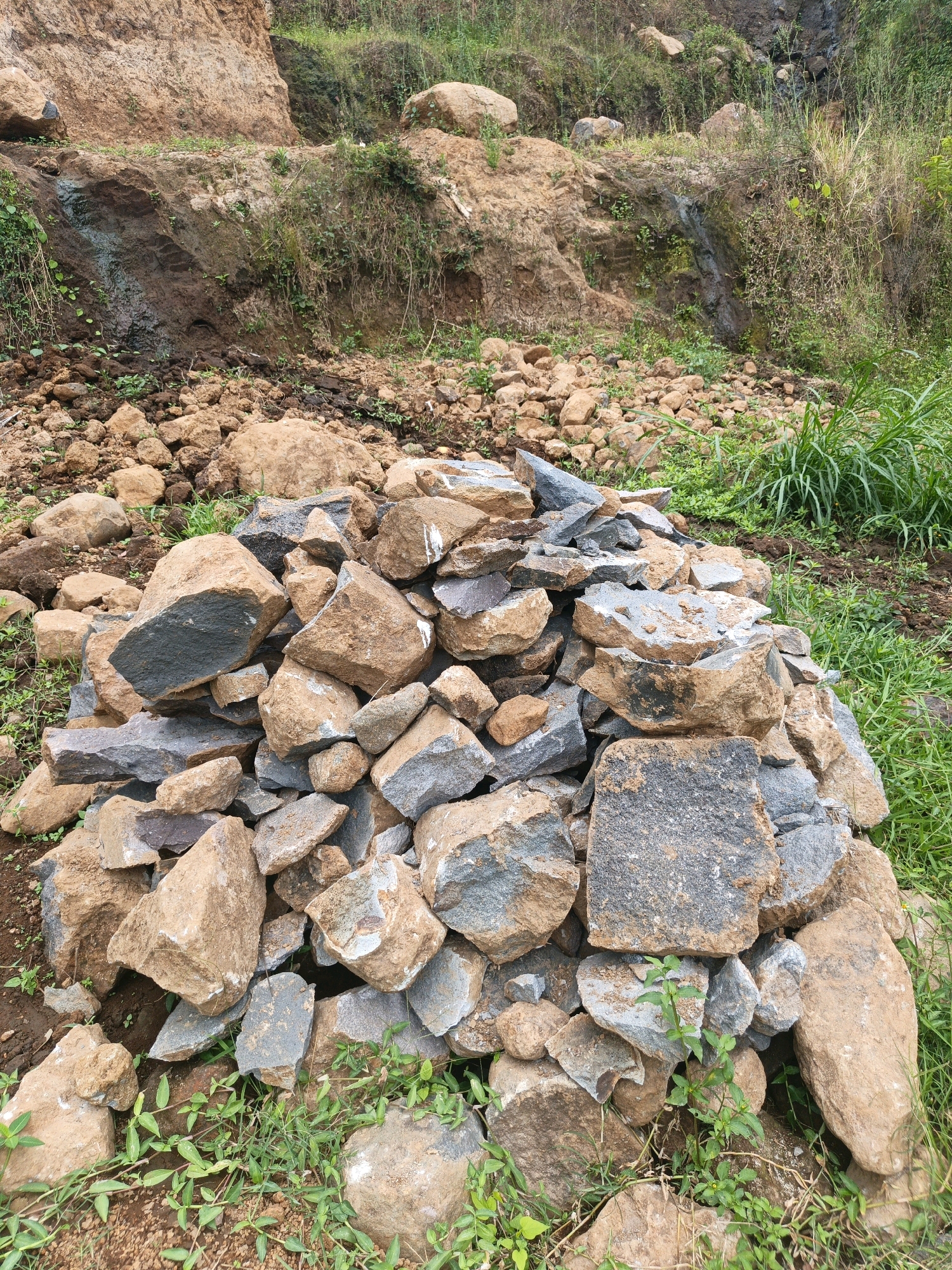 A close-up, ground-level shot depicts a pile of rocks and boulders in a natural, outdoor setting, likely in the city of Batu, Indonesia. The rocks, varying in size and shape, are predominantly earthy brown and grey, with some showing signs of weathering and lighter colored patches. They are unevenly stacked, suggesting they may have been cleared or are part of a natural accumulation.
The immediate foreground is covered with the pile of rocks and scattered green vegetation, including small leafy plants and blades of grass. Behind the rock pile, the ground appears to be dirt, with more scattered rocks and a denser growth of tall, green grass and weeds.
Further in the background, a steep, rocky hillside is visible. This hillside is characterized by exposed earth and rock faces, with patches of vegetation clinging to its surface. The overall impression is one of an undeveloped or partially cleared natural landscape. There are no people or animals present in the image.