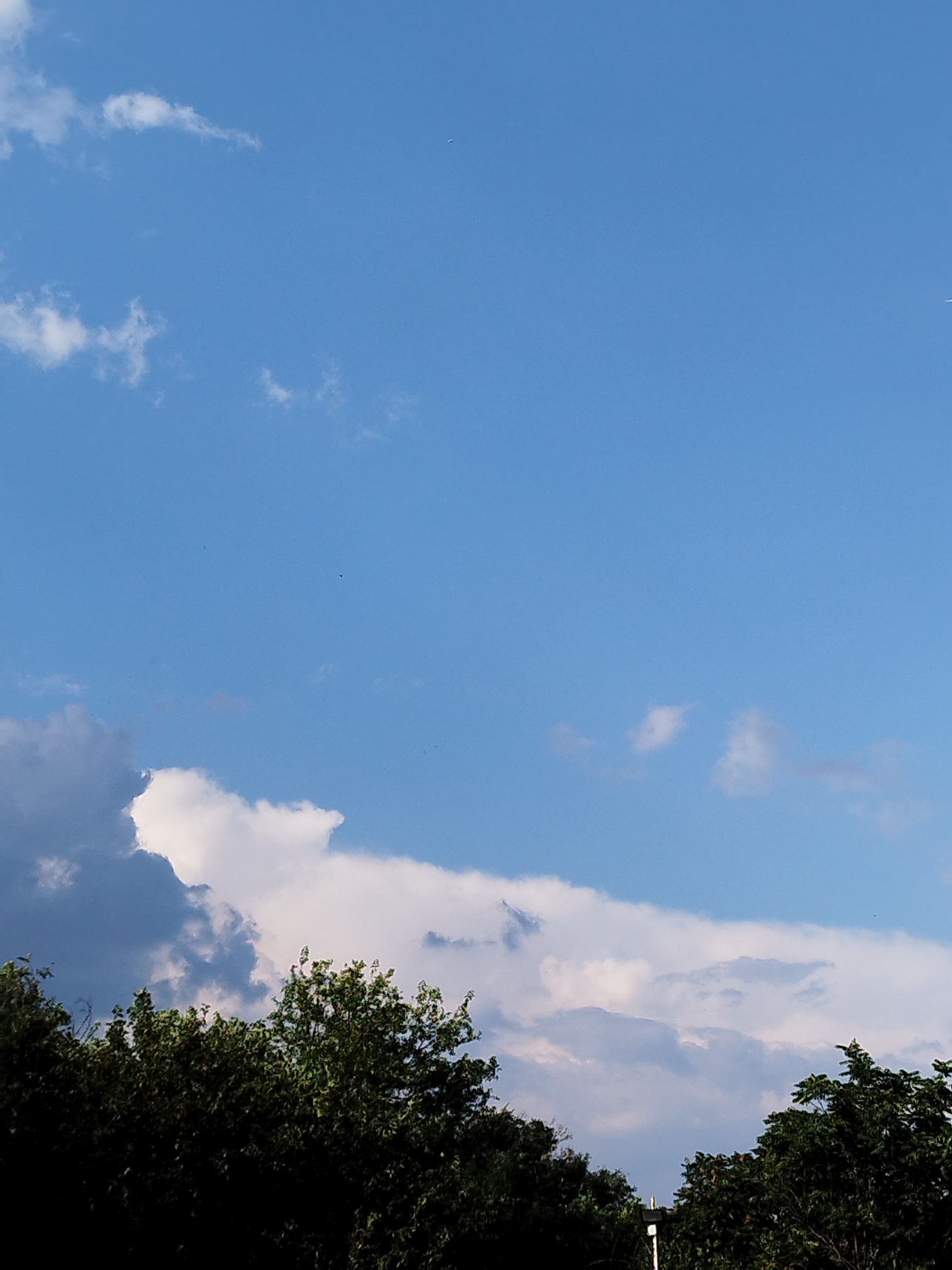 The image shows a clear blue sky with scattered white clouds. In the foreground, the dark silhouettes of lush green trees are visible, with their tops extending upwards towards the sky. The overall impression is of a bright, sunny day, possibly during the summer months. The scene appears to be an outdoor setting, likely a park or a residential area with abundant greenery. The image does not contain any specific landmarks that would pinpoint its location within Bucharest, Romania. There are no people, objects, or actions depicted that would suggest any particular activity or event. The focus is purely on the natural elements of the sky and the trees.