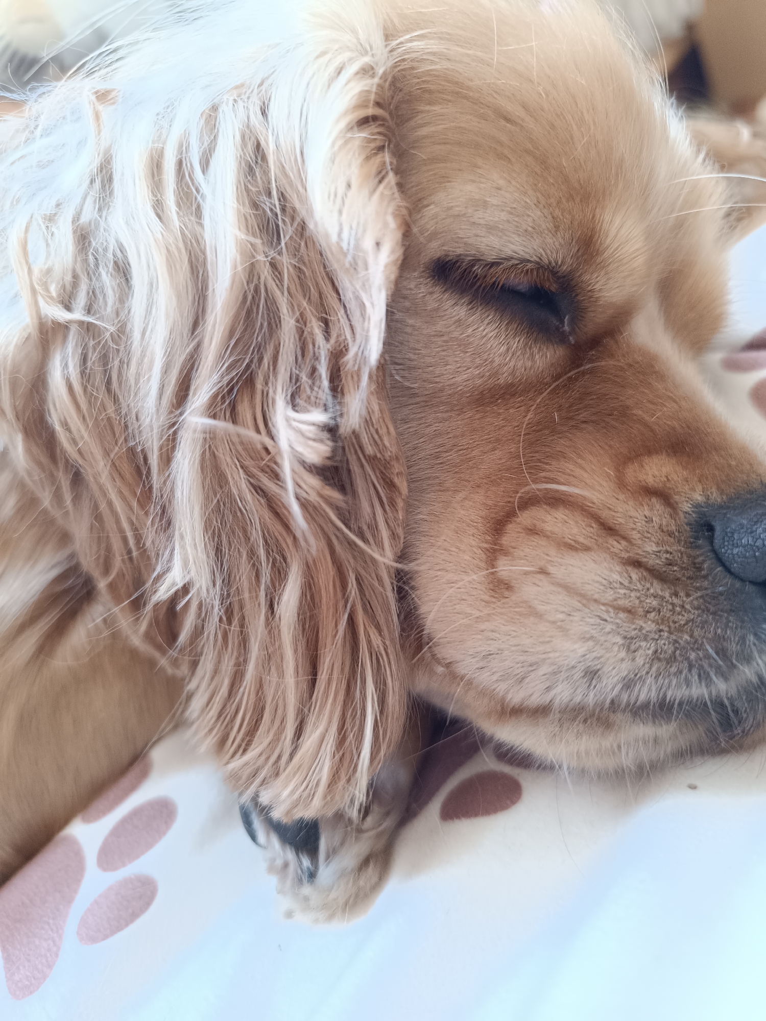 A close-up shot captures a golden-brown dog peacefully sleeping or resting. The dog, likely a cocker spaniel or similar breed, is seen in profile with its eyes gently closed, conveying a sense of serenity. Its long, wavy fur ranges in color from a lighter, almost blonde hue around its ears and flowing mane to a richer golden-brown over its face. Dark eyelashes are visible above its closed eyelids, and its textured, dark nose is prominent on the right side of the frame. The dog is positioned on a light-colored surface, possibly a bed or cushion, adorned with a subtle pattern of pinkish-brown paw prints. The bright, soft lighting suggests it is daytime. This tranquil scene was captured in Pleven, Bulgaria.