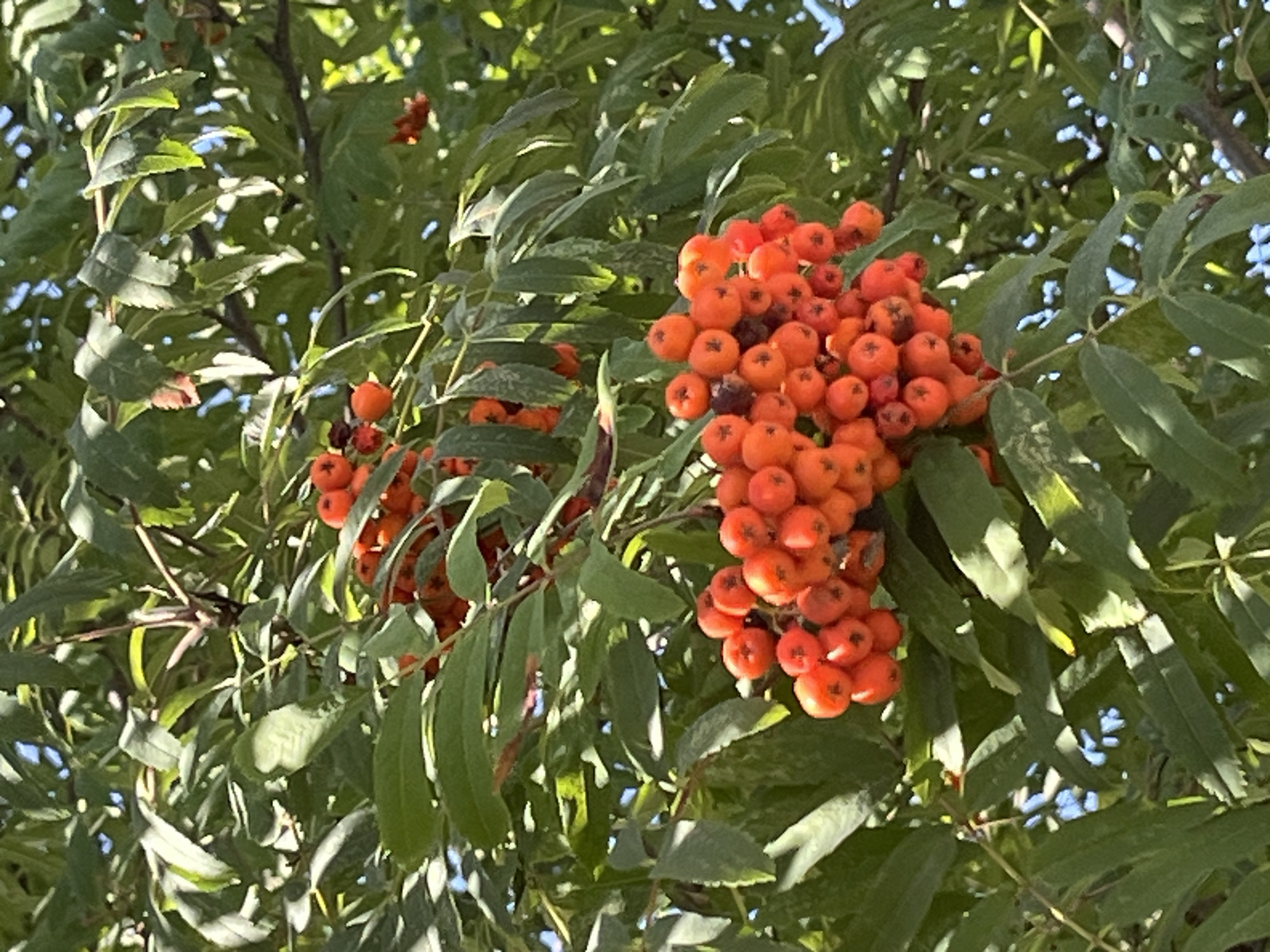 The image shows a close-up view of a Rowan tree with clusters of ripe, orange-red berries. The berries are small and round, hanging in bunches from the branches. The tree has lush green leaves, which are pinnately compound, with many small leaflets. Sunlight filters through the leaves, creating dappled light and shadows on the branches and berries. The background is a blurred blue sky, suggesting it is daytime and the tree is outdoors. The scene appears to be in a natural or park-like setting. The image does not contain any people or specific landmarks that would help pinpoint its exact location within Chaikovsky, Russia, though it is consistent with urban greenery found in the city.