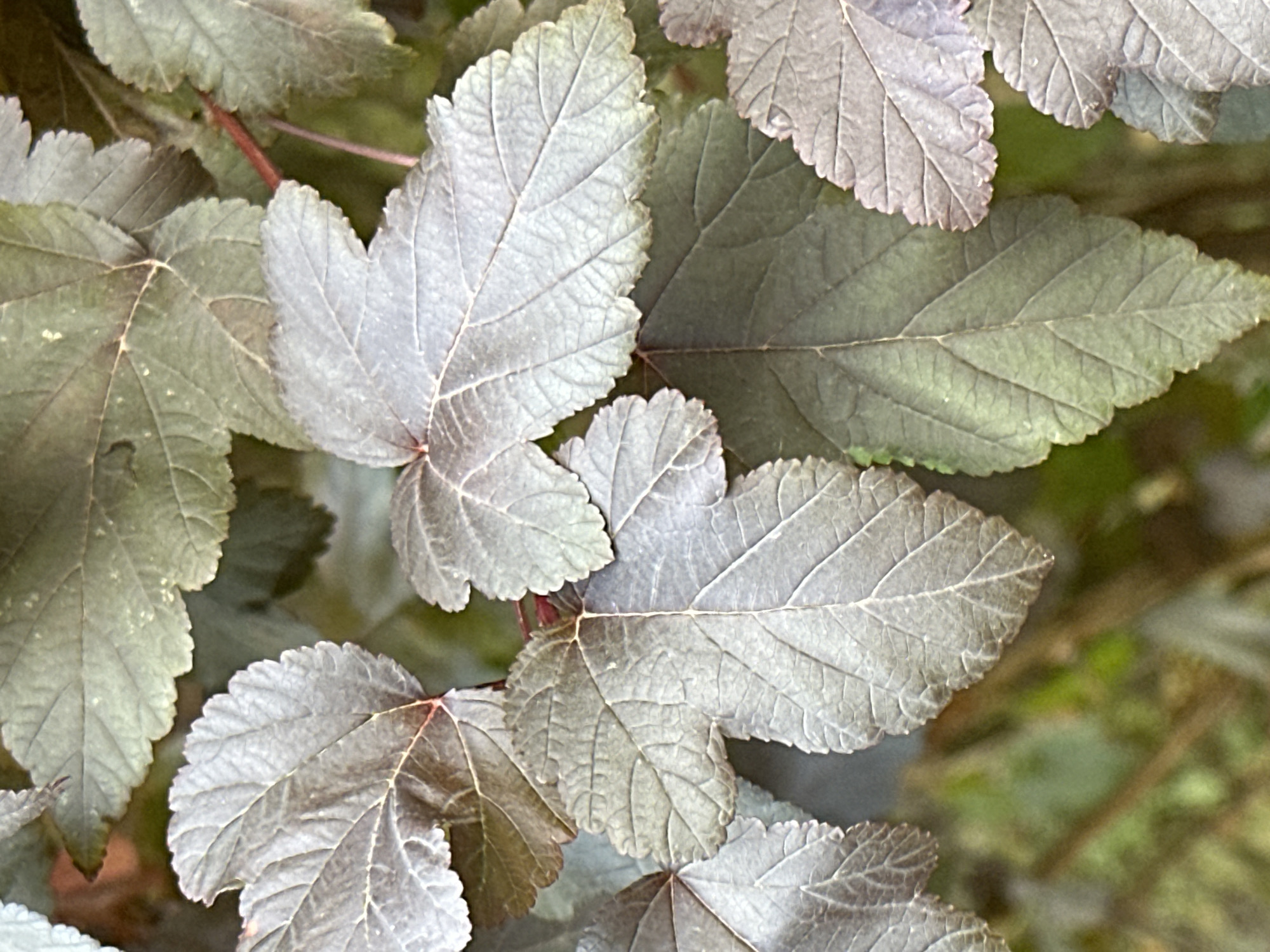 The image displays a close-up view of dark-colored leaves on a plant. The leaves are textured with visible veins and have serrated edges. Some leaves appear to be lighter in color, possibly due to lighting or age. The background is softly blurred, showing hints of green foliage and brown branches, suggesting an outdoor environment. There is no information available to determine the location of this image within Podolsk, Russia, nor are there any people, objects, or actions depicted.