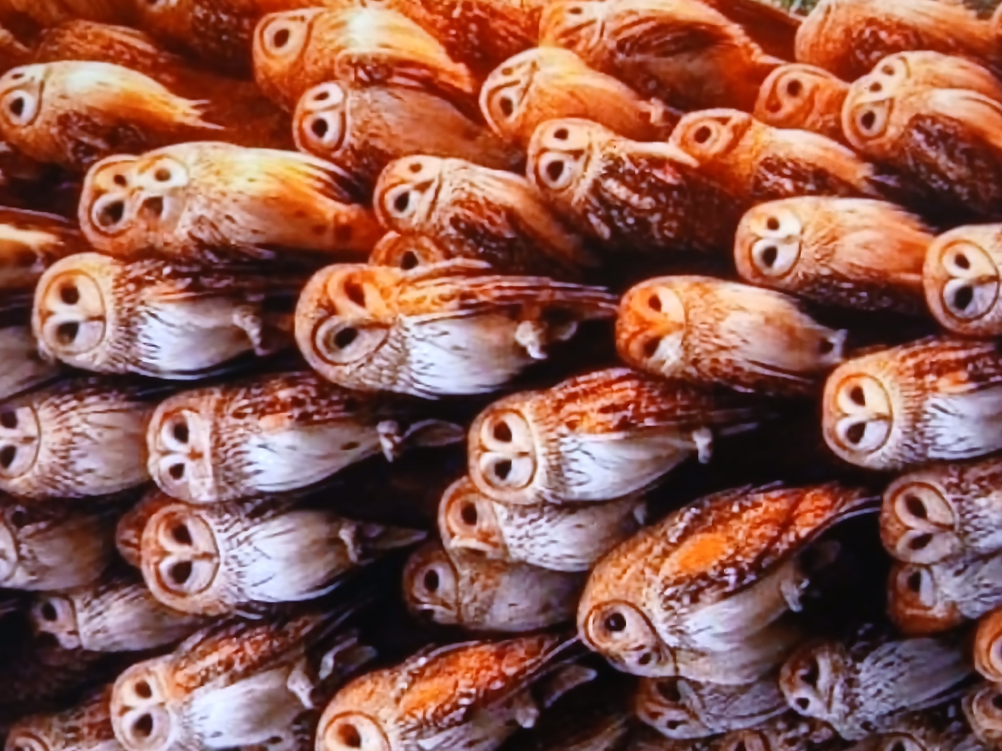 The image shows a closely packed collection of small, decorative owl figurines. The figurines are primarily brown and white, with details suggesting feathers and facial features. The owls appear to be made of wood or a similar material, with carved details highlighting their eyes and beaks. The background is indistinct, but it seems like the owls are displayed in a store or a market environment, possibly in Bengaluru, India. No people are visible in the image. The arrangement of the figurines indicates they are likely being sold as souvenirs or decorative items.