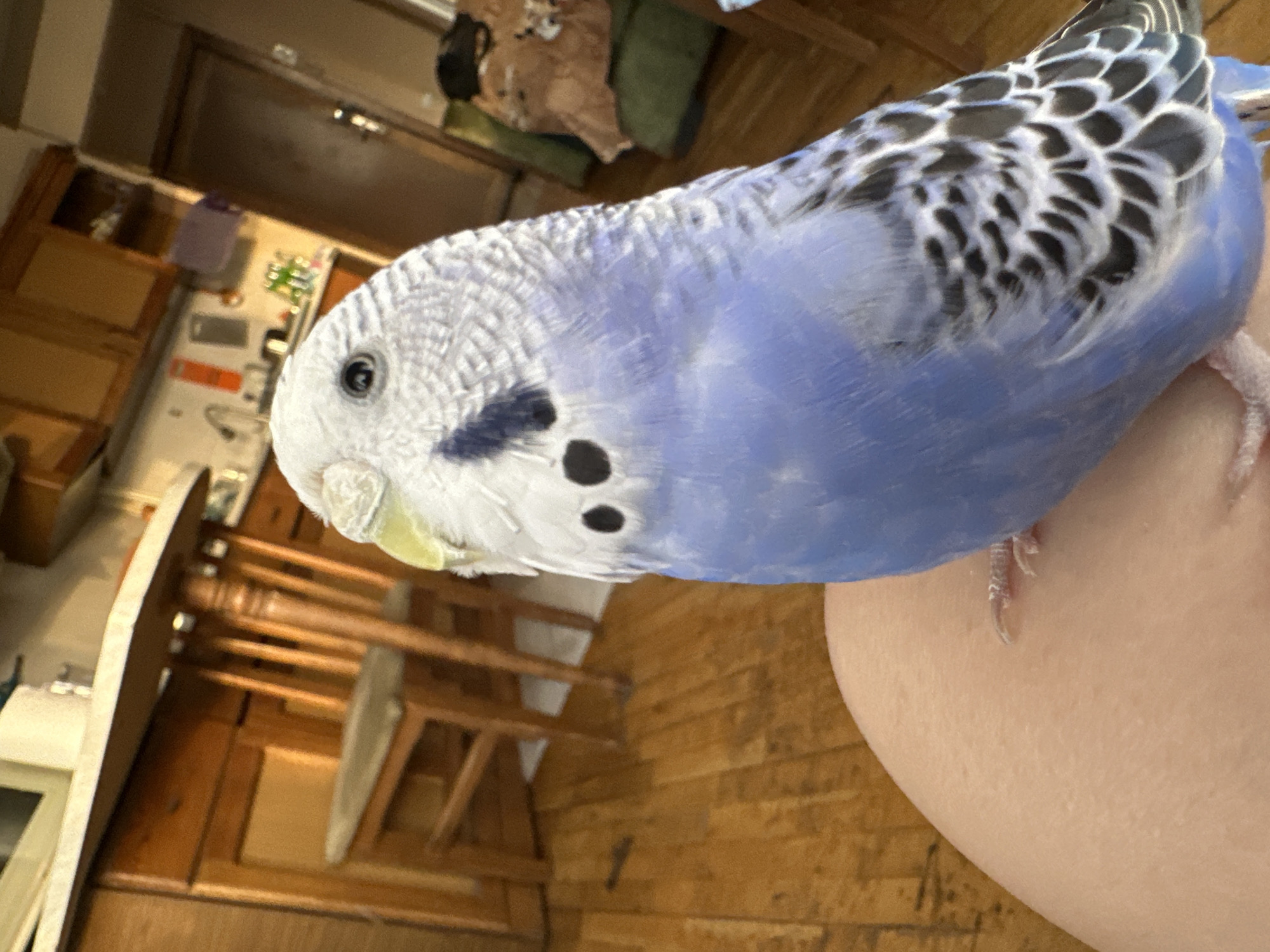 An eye-level, close-up shot captures a blue and white budgerigar perched on a person's leg. The budgerigar is facing to the left, with its head tilted slightly upwards, revealing its black eye and a yellowish beak. Its chest is a vibrant blue, transitioning into white and black patterned wings. The background shows a wooden floor and furniture, including chairs and cabinets, suggesting an indoor setting, possibly a kitchen or dining area. The lighting is warm and natural, highlighting the textures of the budgerigar's feathers and the wooden elements in the room.