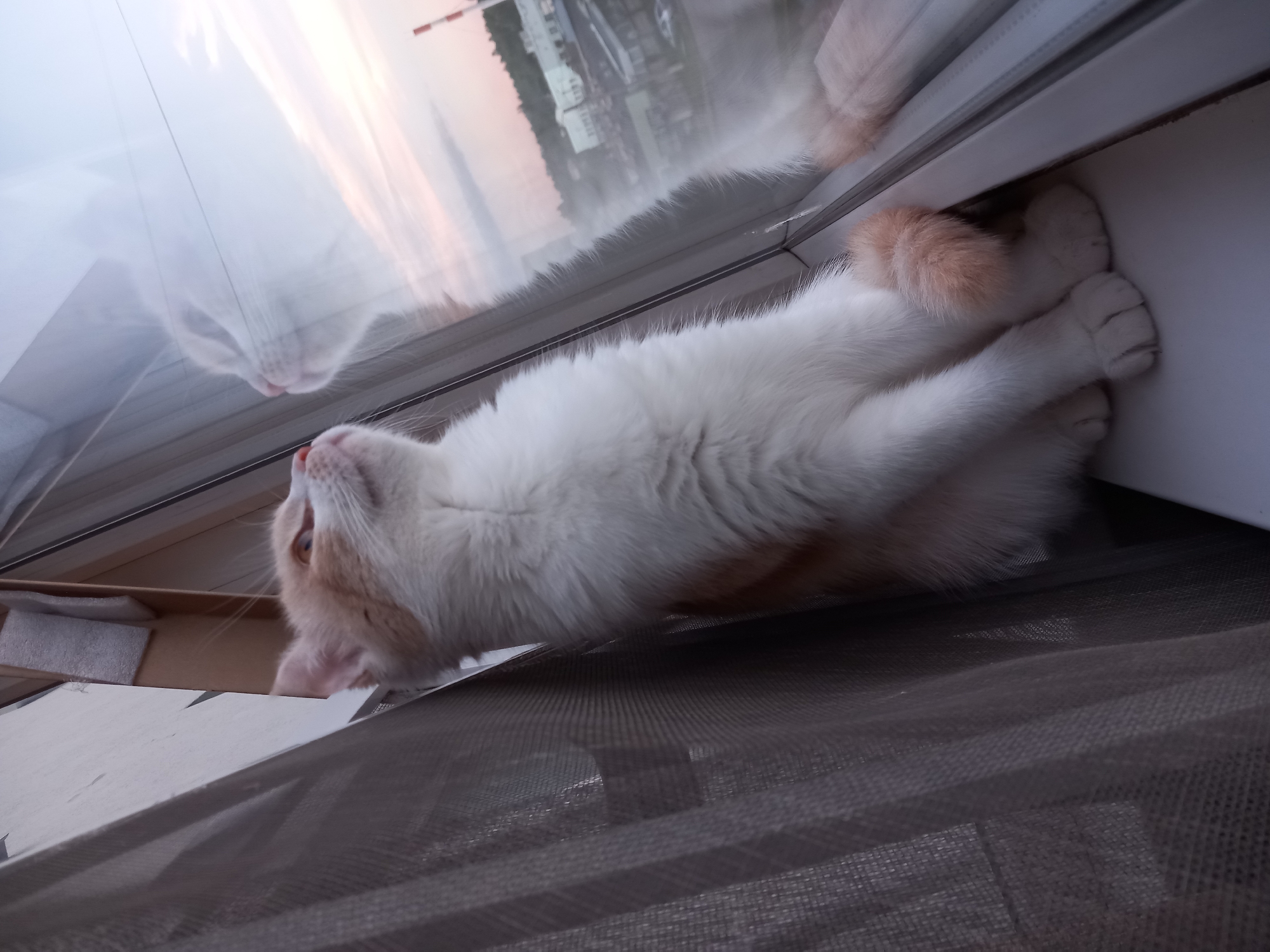 A fluffy ginger and white cat sits on a windowsill, looking out a window at a cityscape during dusk. The cat's paws are tucked neatly beneath it, and its tail curves around its hindquarters. Its reflection is visible in the glass, mirroring its pose and gaze. Outside, buildings and trees are visible, bathed in the soft light of the setting sun. The sky is a gradient of blues and pinks, with some clouds scattered across it. A thin, sheer curtain hangs on the left side of the frame, partially obscuring the cat. The scene appears to be in an urban setting, likely an apartment or house with a view of the surrounding area.