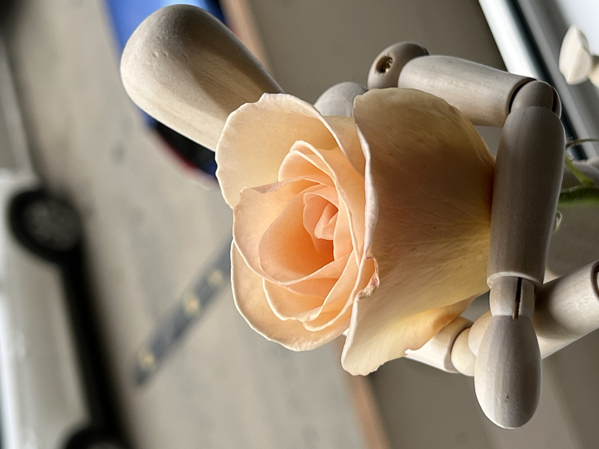 A close-up photograph shows a peach-colored rose held by a wooden mannequin. The rose is in full bloom, with many petals forming a spiral. The wooden mannequin is pale and has visible joints. The background is blurred and appears to be a room with a window. There are no people visible. There is no way to determine the city of Krasnodar or even Russia from the details in the image.