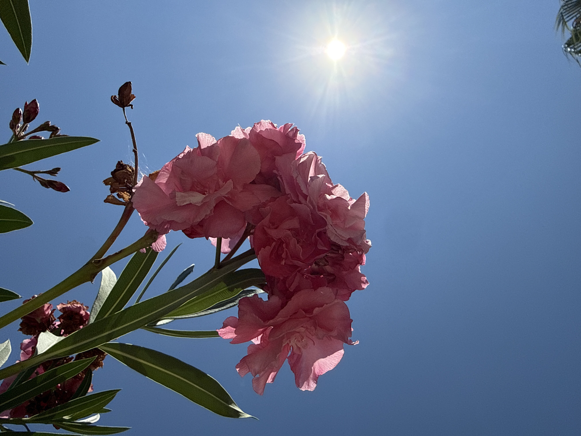 A low-angle shot captures a cluster of vibrant pink flowers, likely oleander, against a clear, bright blue sky. The sun shines intensely in the upper right quadrant of the frame, creating a lens flare and illuminating the delicate petals of the flowers. Long, slender green leaves are also visible, branching out from the flower cluster. The scene suggests a warm, sunny day in Bodrum, Turkey, possibly in a garden or natural setting where oleander is common. There are no people or animals in the image. The focus is on the natural beauty of the flowers and the sky.