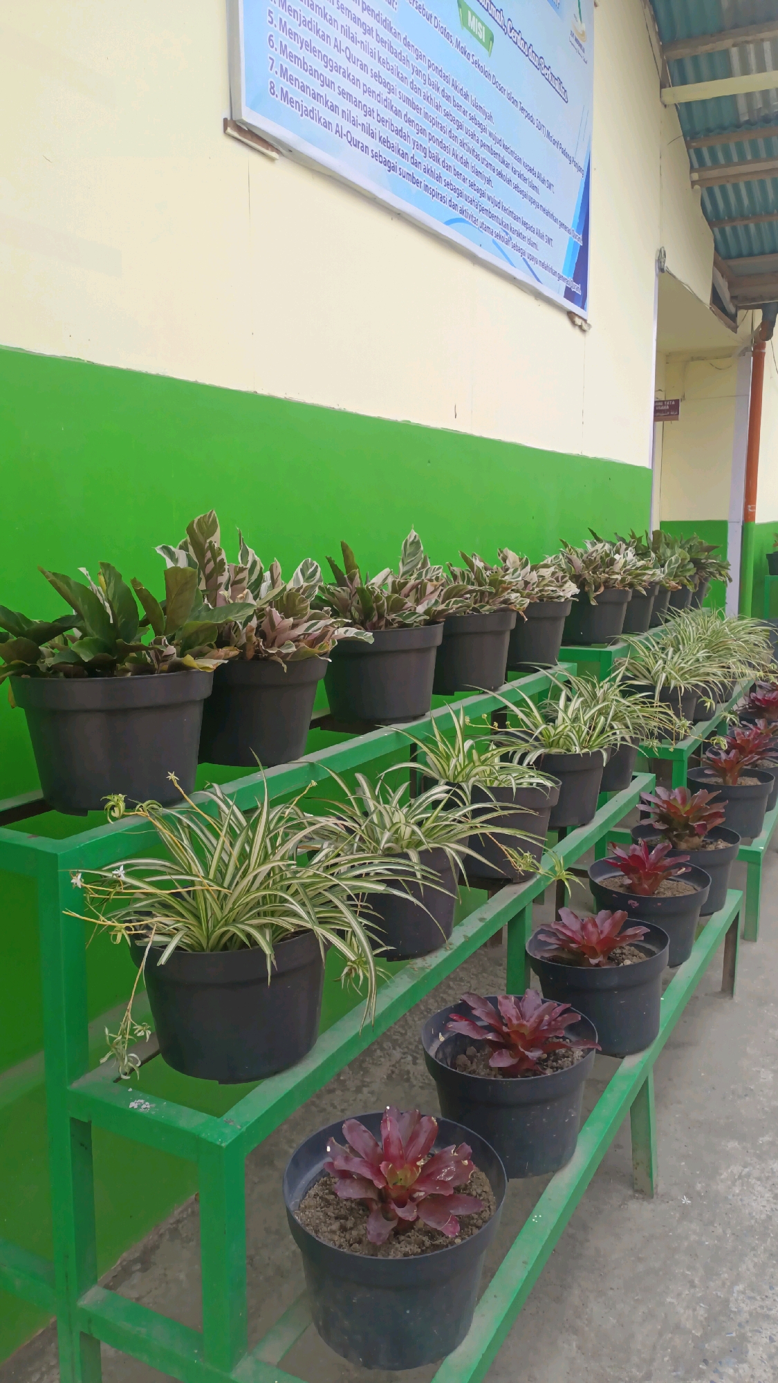 The image depicts a row of potted plants displayed on a green metal shelving unit against a green and light-colored wall. The plants are of various types, including some with variegated leaves in shades of green and white, and others with spiky, striped foliage. There are also some red-leaved plants in smaller pots at the bottom of the shelving. The scene appears to be outdoors, possibly in a schoolyard or garden, given the wall's construction and the presence of a poster with Indonesian text in the upper left corner. The poster, visible with a cropped view, includes a section labeled "MISI" which, along with other text, suggests a school context. The poster has a title that appears to be "Tumbuh, Cerdas, dan Berkarakter". The text on the poster includes numbered points which could be objectives or values. One of the points reads "Membanggakan". The image captures a serene, organized arrangement of flora. The context of Padang Panjang, Indonesia, is not explicitly visible within the image itself but is provided as information about the location.