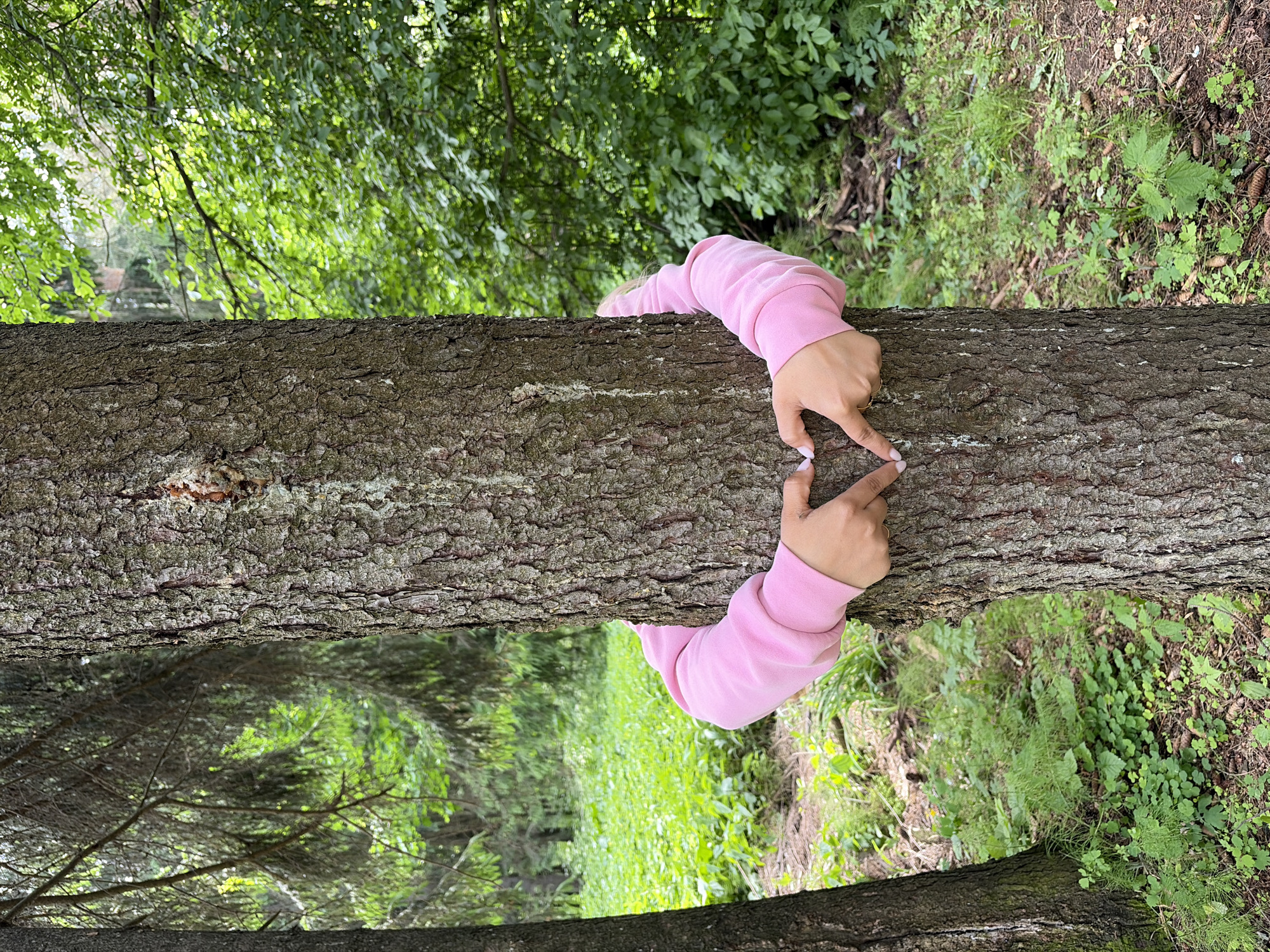 The image displays a unique perspective of a person's hands forming a heart shape around a thick, horizontal tree trunk. The individual is wearing a pink long-sleeved top, with their arms extending from either side of the trunk to meet in the middle, where their fingertips touch to create the heart symbol. The tree trunk has rough, dark brown bark with visible textures and some lighter patches.
The setting appears to be a lush forest or woodland. The background, which would be the canopy and forest floor if the image were rotated, is filled with various shades of green foliage. On one side of the trunk (appearing "above" it in the current orientation), there's a dense layer of brighter green leaves, likely from tree branches. On the other side (appearing "below"), there's ground cover with green grass, small plants, and some fallen debris like pinecones, indicating a forest floor.
The lighting suggests it is daytime, possibly with overcast conditions or dappled sunlight, creating a soft, natural glow over the scene. The overall mood conveyed by the heart gesture in this natural environment is one of affection or connection with nature. There is no visible text in the image. The image is rotated 90 degrees clockwise from its likely natural orientation, making the tree appear horizontal.