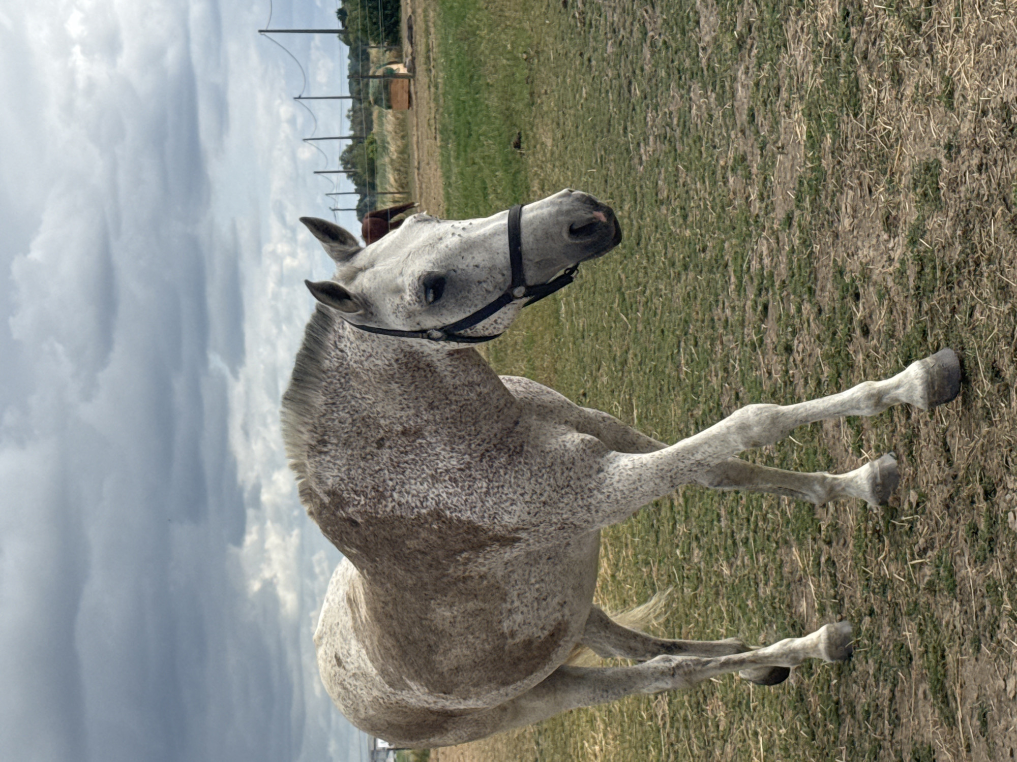 A grey horse with dark speckles and brown patches walks across a grassy field under a cloudy sky. The horse is wearing a black halter. In the background, there is a fence with poles and wires, and some bales of hay. The ground is covered with dry grass and some patches of bare earth. The scene is likely a farm or rural area. There is no indication of the city of Estaimpuis, Belgium in the image.