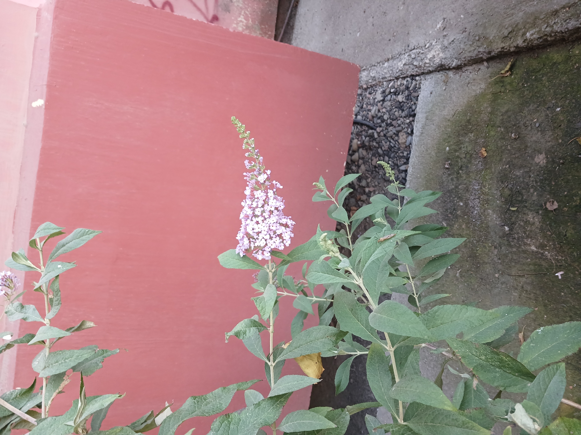 The image depicts a plant with light purple flowers and green leaves in front of a reddish-pink wall. The plant is positioned on the left side of the frame, with its branches extending towards the right. The wall occupies the majority of the background. In the foreground, there is a concrete surface and a section covered with small stones. A small insect is visible on one of the leaves in the lower right portion of the image. The scene appears to be outdoors, potentially in a garden or a courtyard within the city of Tashkent, Uzbekistan.