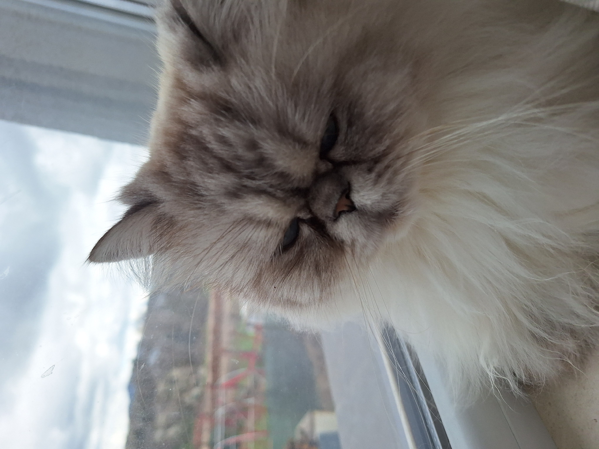 A close-up, downward angle shot of a light-colored cat, possibly a Ragdoll or similar breed, is seen in a window. The cat has gray and beige fur around its face and white fur on its chest. The background is blurry but appears to show buildings with red accents, suggesting an urban environment. Given the prompt, it can be inferred that the location is Panagyurishte, Bulgaria. The cat is the primary subject and appears to be indoors, looking down at something outside the window. No people are visible.