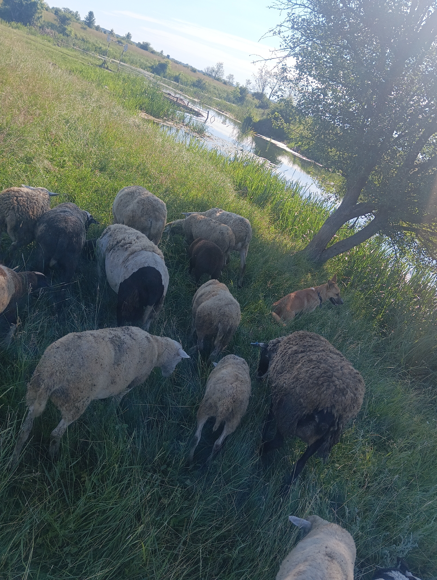 A flock of sheep is grazing in a grassy field next to a body of water. A brown dog with its mouth open is lying down in the grass, watching the sheep. A large tree with green leaves is casting a shadow over the dog and some of the sheep. The sun is shining, creating lens flare in the upper right corner of the image. The sky is clear and blue. The water appears to be a calm lake or pond, with a small wooden structure partially submerged in it in the background. The overall scene suggests a peaceful, rural setting on a bright day.