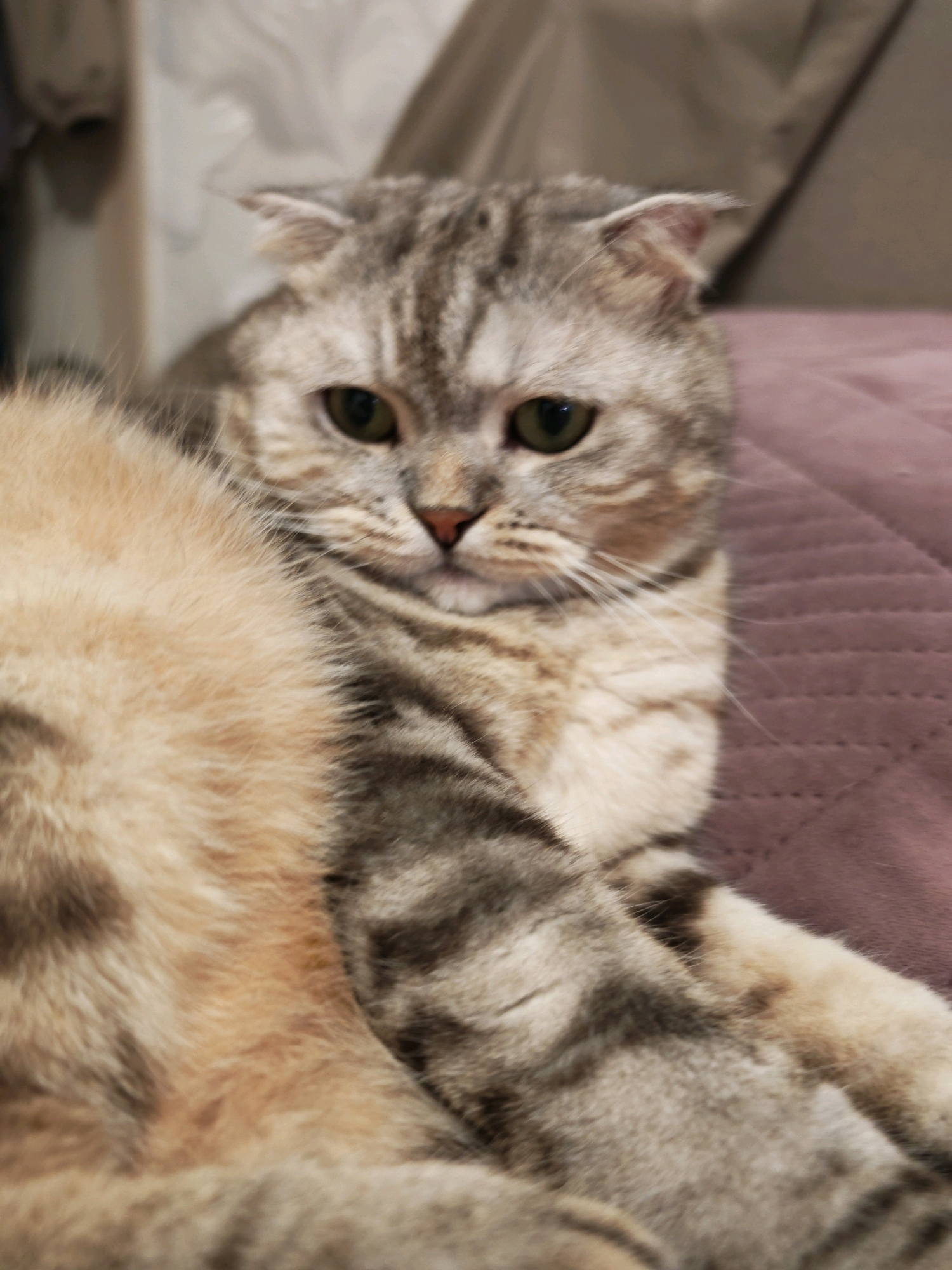 A Scottish Fold cat with tabby markings is lying down, with its head slightly tilted to the right. The cat's fur is a mix of gray, brown, and cream colors. Its eyes are green and appear to be looking forward. The background is a blurred purple surface, possibly a blanket or cushion. The image does not provide any information about the city of Minsk, Belarus, nor any context of a specific location within it.