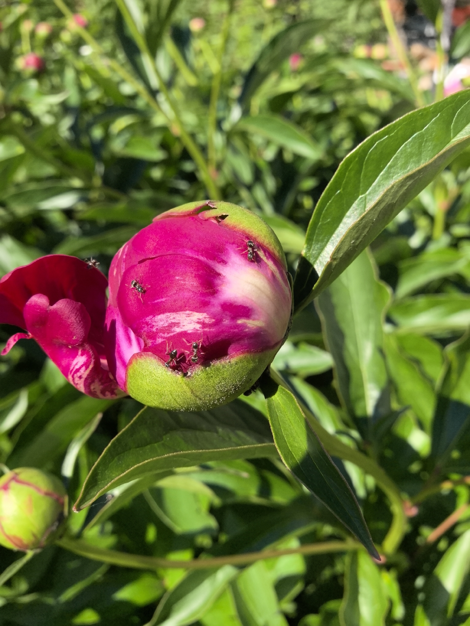 A close-up, eye-level shot captures a vibrant pink peony bud in bloom, partially unfurled, surrounded by lush green foliage. Several black ants are visible on the bud, some clustered near the base of the petals and others on the green sepals. A single, detached pink petal rests to the left of the bud. The background is a soft blur of green leaves and hints of other pink flower buds, suggesting a garden setting. The lighting is natural and sunny, casting subtle shadows. There are no people present in the image. The specific location within Noviy, Russia, cannot be determined from the visual information provided.