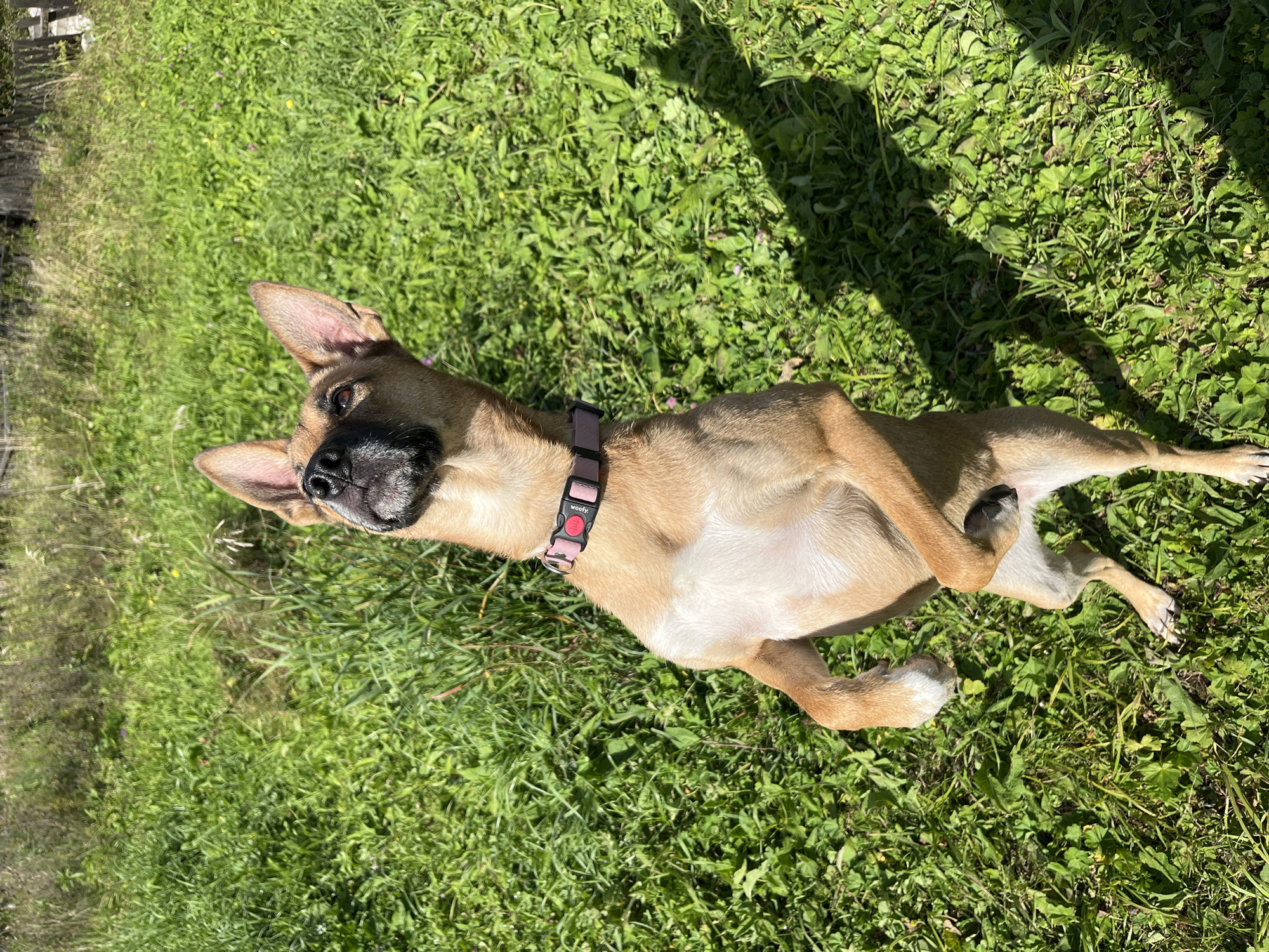 An agile, medium-sized, tan dog with dark facial markings and large erect ears is standing on its hind legs in a sun-drenched grassy field. The dog is looking upwards with its head tilted back. It is wearing a light pink collar with a black buckle. The background consists of a dense field of green grass and some tall, dry vegetation. A wooden fence is visible in the upper right portion of the image. The scene appears to be outdoors, likely in a rural or park-like setting.