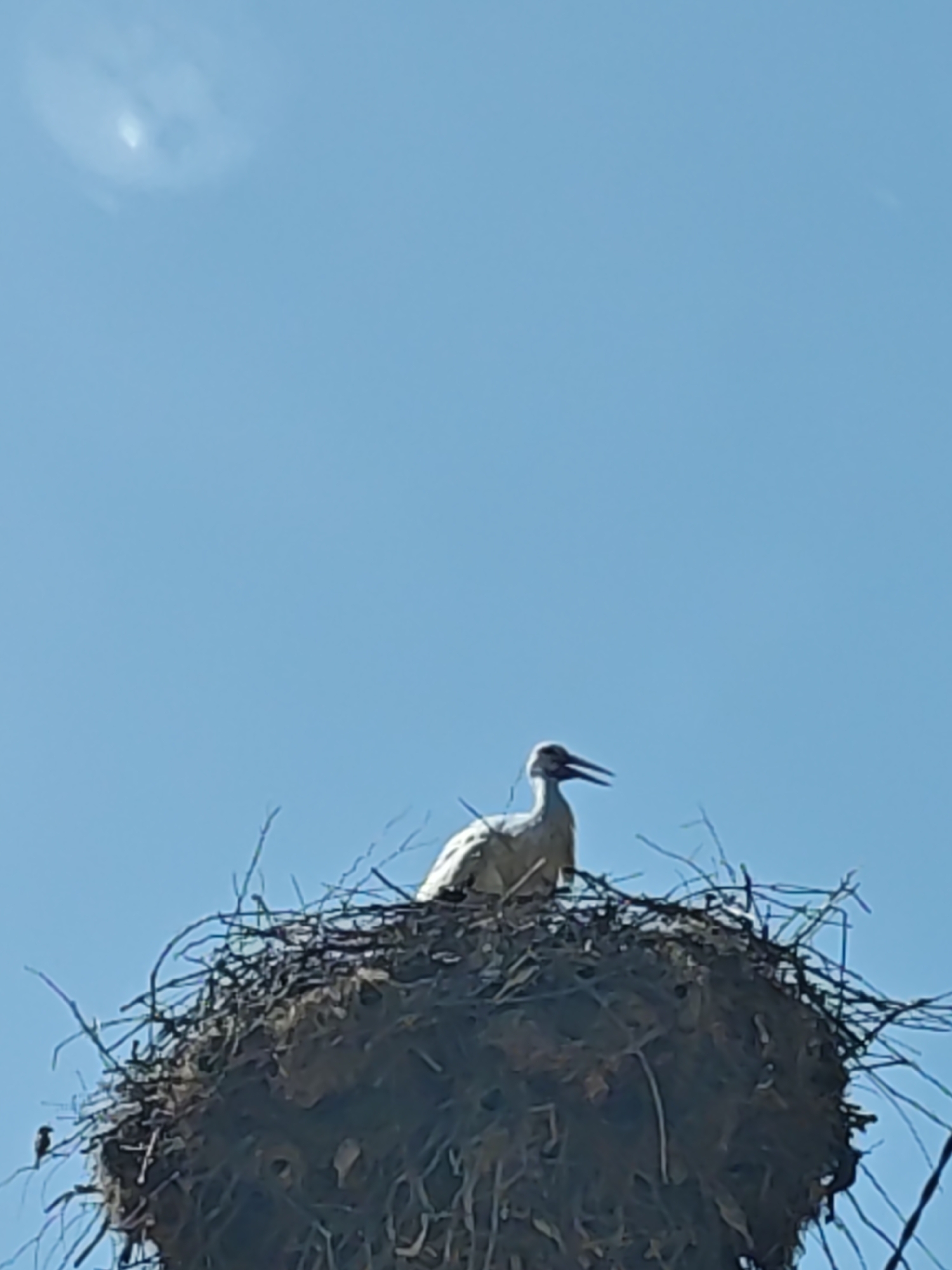A white stork is perched in a large nest constructed of sticks and twigs. The nest is situated high up, possibly atop a structure such as a utility pole or tree. In the background, there is a clear, bright blue sky with a faint cloud or glare. A small bird can be seen on the lower left side of the nest. The location is Unknown, Unknown.