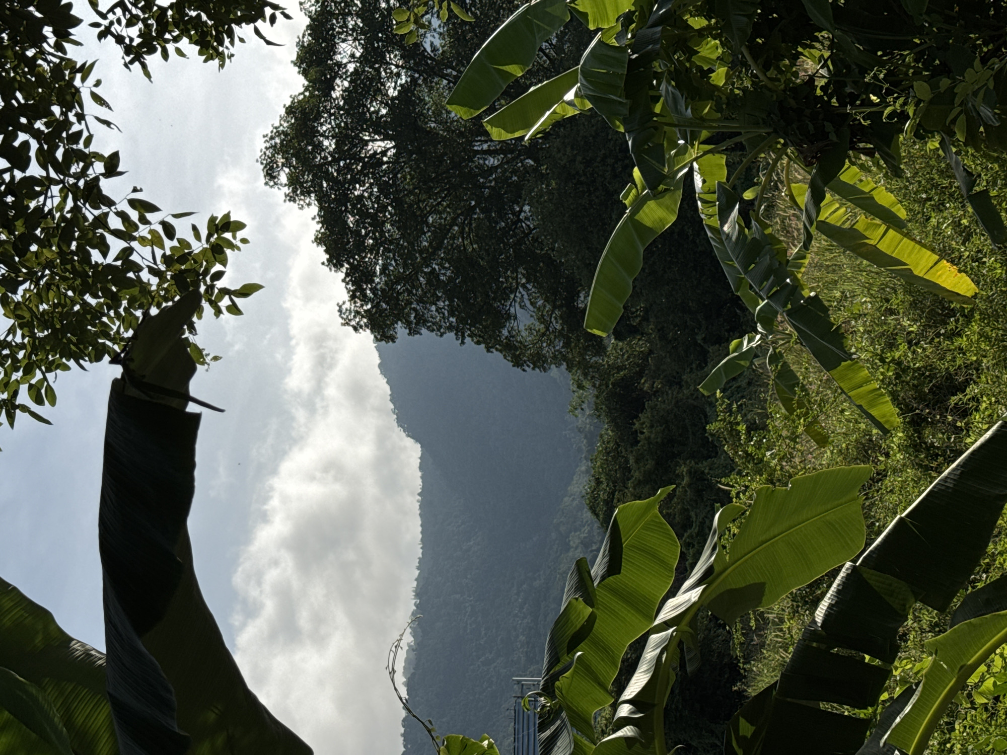 The image depicts a lush, green natural landscape, likely in a rural area. In the foreground, large, vibrant green banana leaves dominate the frame, some catching the sunlight and appearing translucent. Behind the foliage, a rolling, mist-covered mountain range stretches into the distance, its slopes covered in dense vegetation. The sky above is partly cloudy, with patches of blue peeking through. The overall impression is one of tranquility and natural beauty, typical of tropical environments.
This scene is located in Baan Nok Sai, Thailand, a region characterized by its verdant mountains and abundant plant life. The photograph captures the essence of the local environment, showcasing the natural beauty of the area.