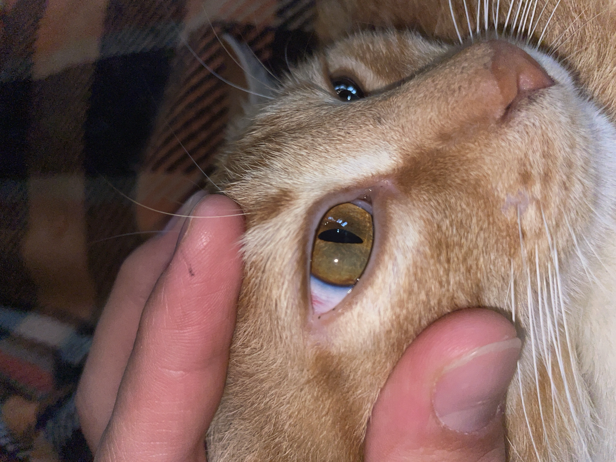 This is a close-up, eye-level photograph of an orange tabby cat's face, focusing on its left eye. The cat's eye is a striking golden-brown with a vertical, black pupil. The eye appears healthy, with no visible signs of discharge or inflammation. The cat's fur is short and a warm orange color, with darker tabby stripes visible around its eye and muzzle. A human hand, with visible fingerprints and a small dark mark on the index finger, is gently holding the cat's eyelid open, revealing the sclera, which is white with a slight pink hue. The cat's whiskers are prominent and white, fanning out from its muzzle. The background is a blurry pattern of dark brown and orange, suggesting a soft surface like a blanket or plaid fabric. The lighting is dim, creating a warm and intimate atmosphere. There are no visible elements in the image that would indicate a specific location in Zlatograd, Bulgaria.