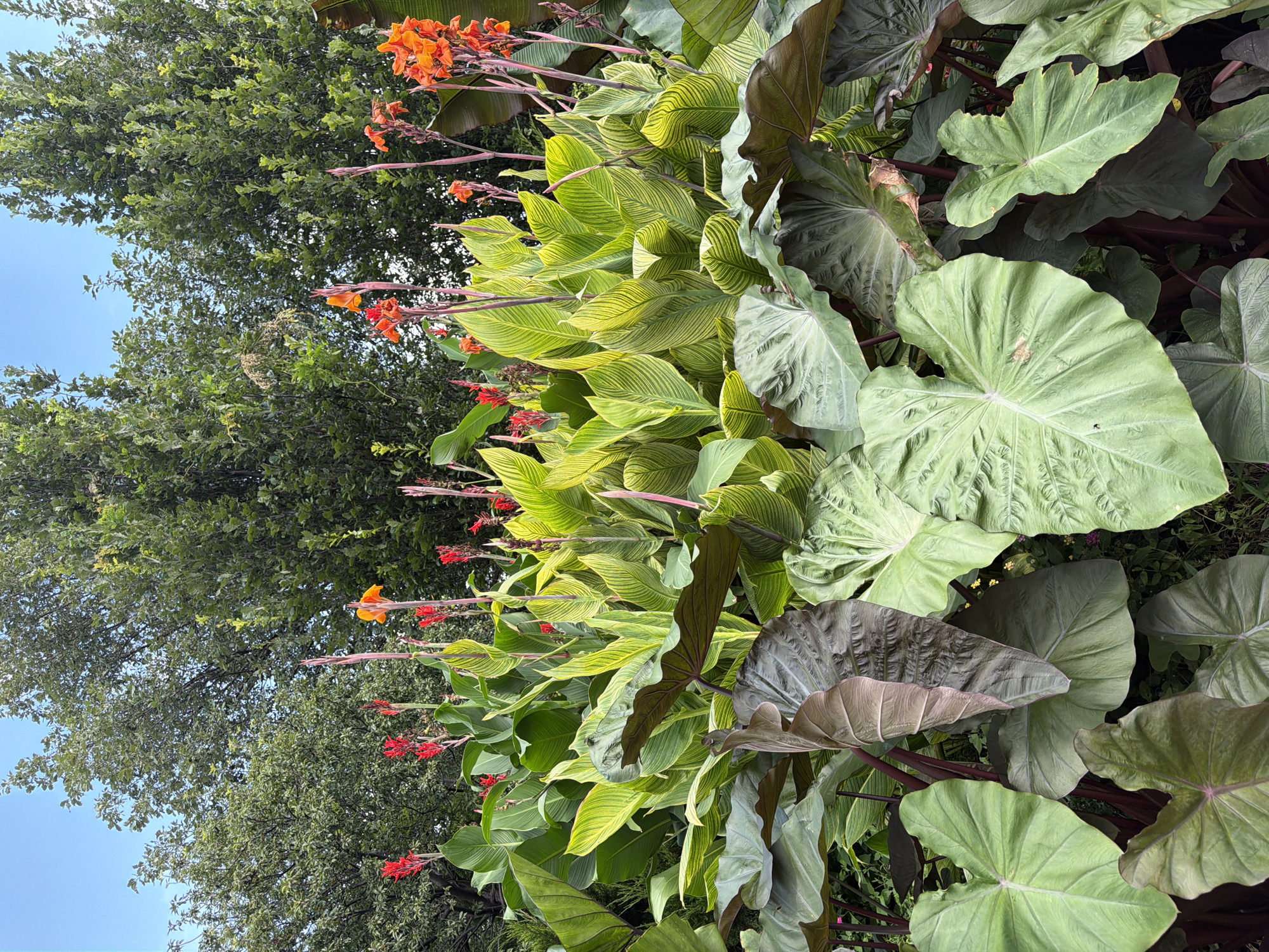 A lush garden scene features an abundance of large, green leaves and vibrant flowers against a backdrop of tall trees and a clear blue sky. In the foreground, broad, heart-shaped leaves in shades of green and dark purple dominate, some with a waxy sheen and prominent veins. Interspersed among these are tall, upright plants with long, striped leaves in vibrant green and yellow. Scarlet and orange Canna lilies rise above the foliage, their trumpet-shaped blooms adding pops of intense color. The dense vegetation creates a rich, layered effect, suggesting a well-maintained, tropical-style garden. The overall impression is one of verdant abundance and natural beauty.